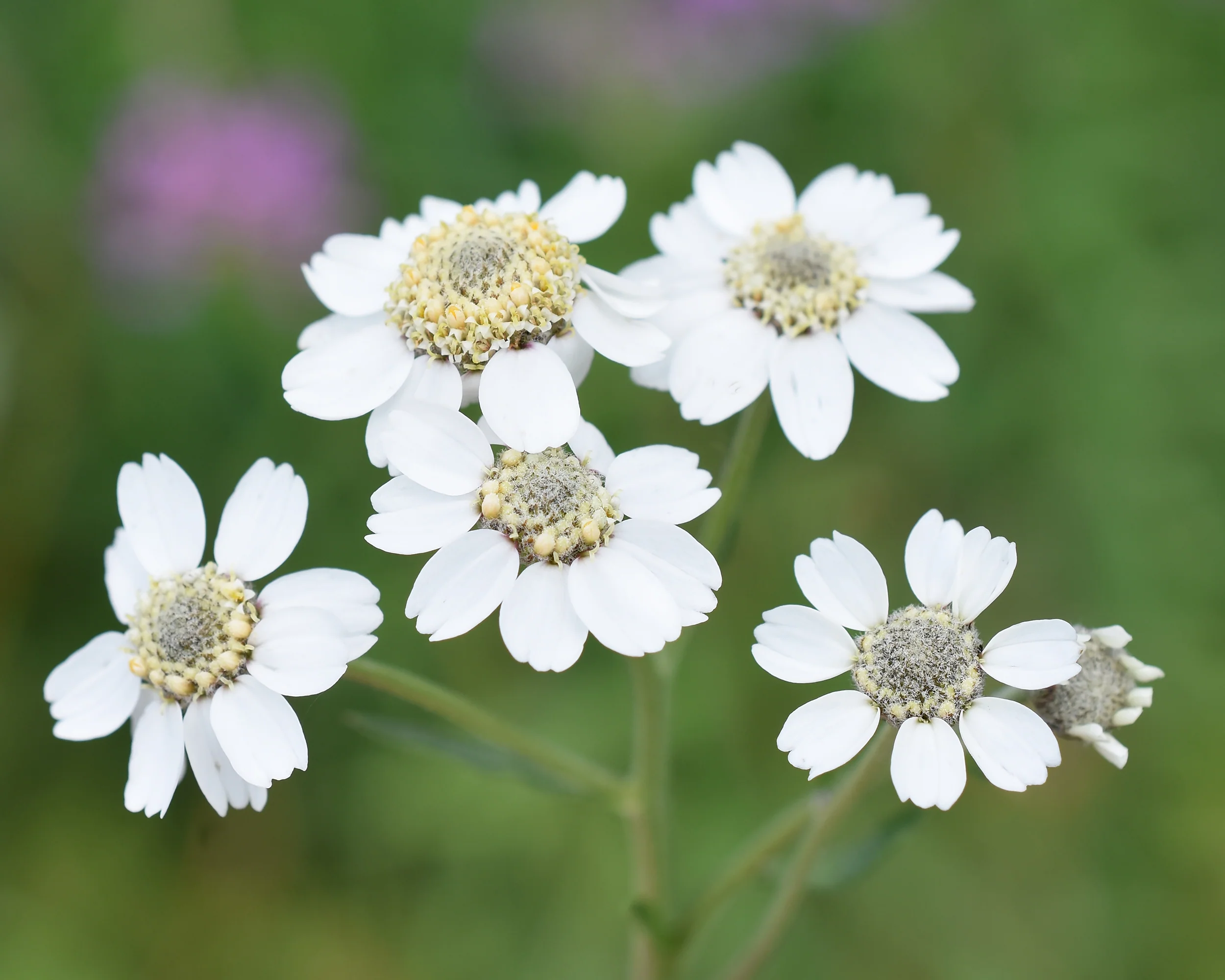 Achillea ptarmica - Image 3