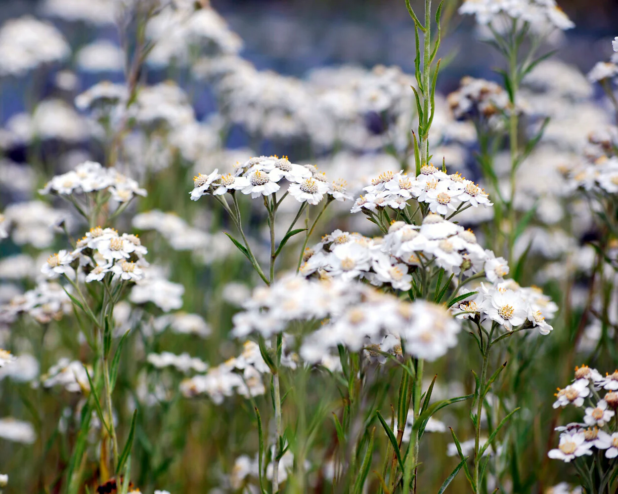 Achillea ptarmica - Image 5