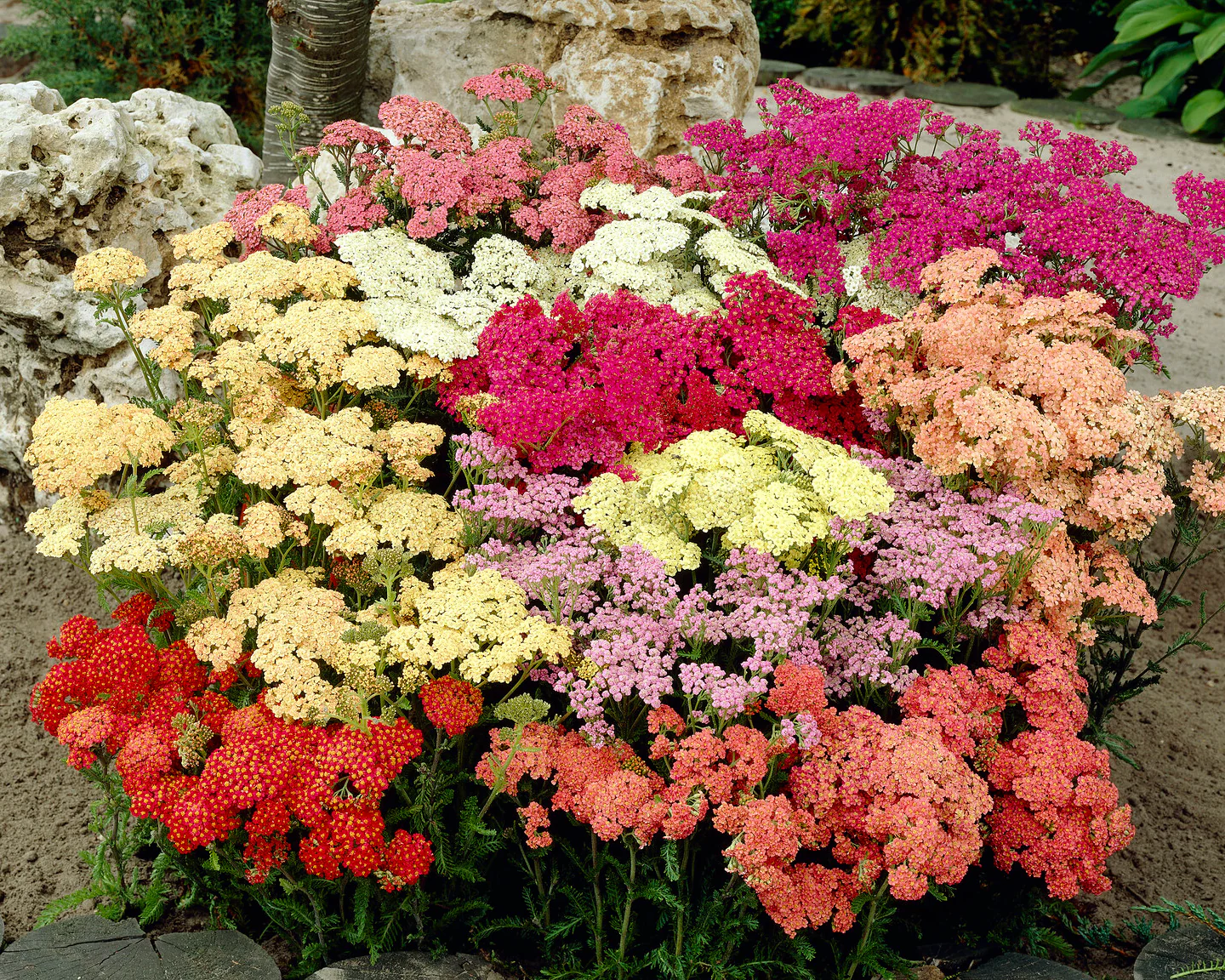 Achillea 'Summer Pastels' - Image 3