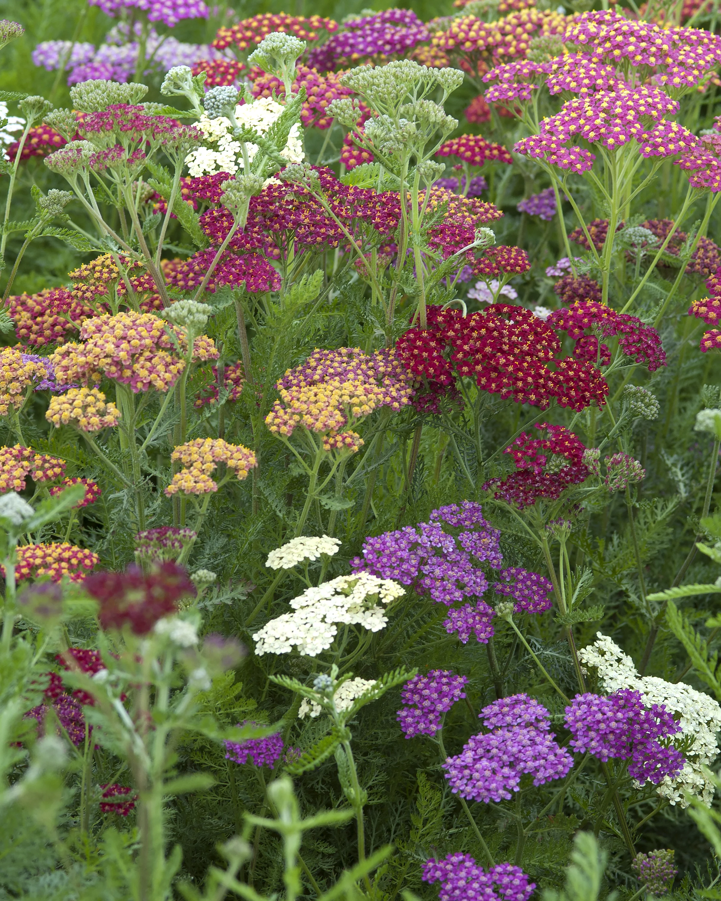 Achillea 'Summer Pastels' - Image 5