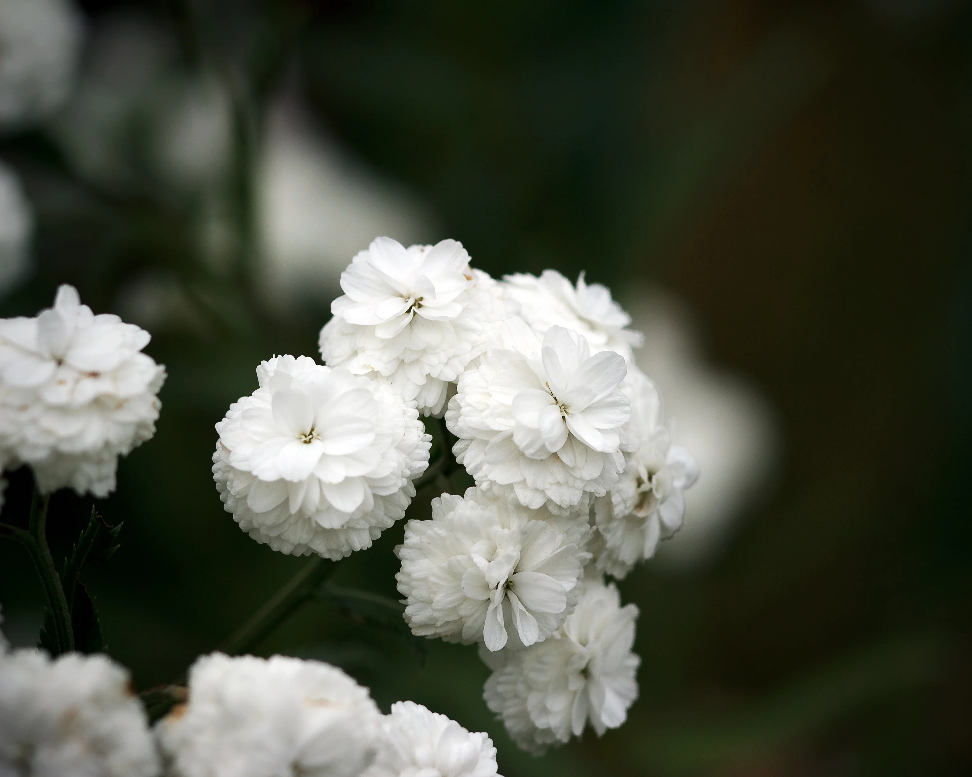 Achillea 'The Pearl' - Image 2
