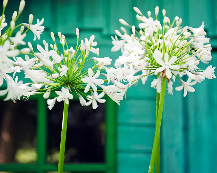 Agapanthus 'Albiflora' - Image 5