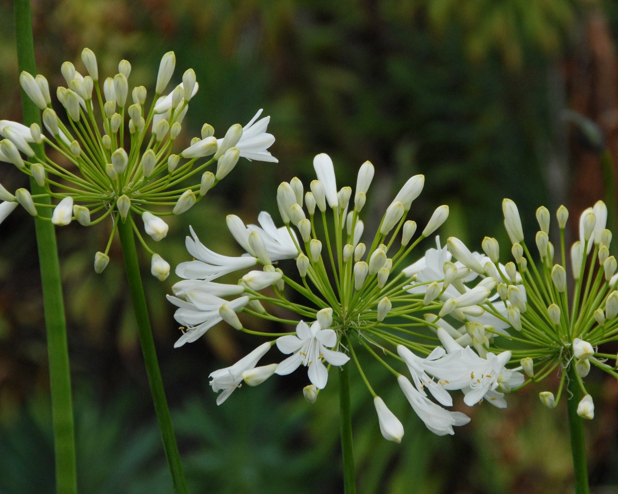 Agapanthus 'Albiflora' - Image 7