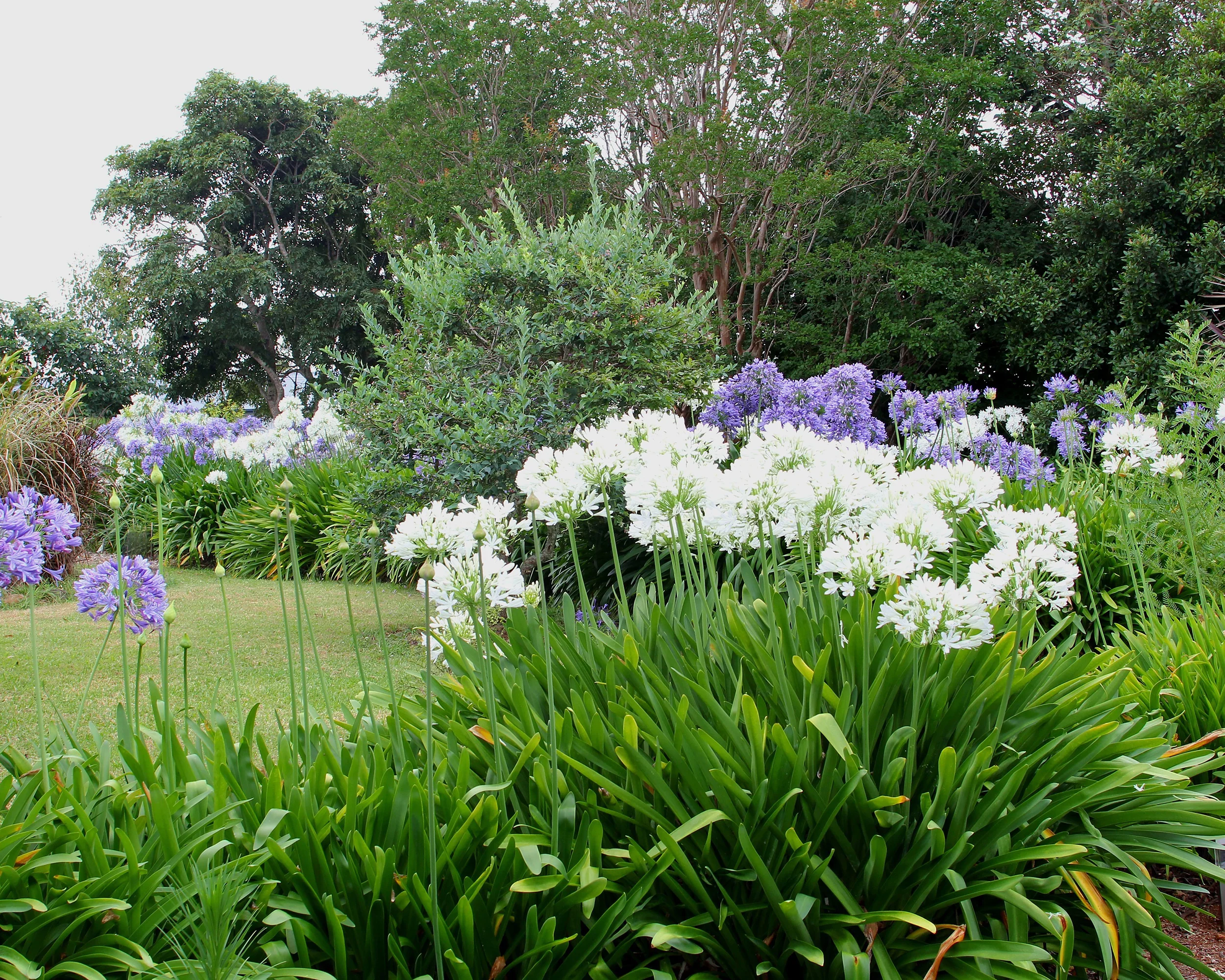 Agapanthus 'Albiflora' - Image 8