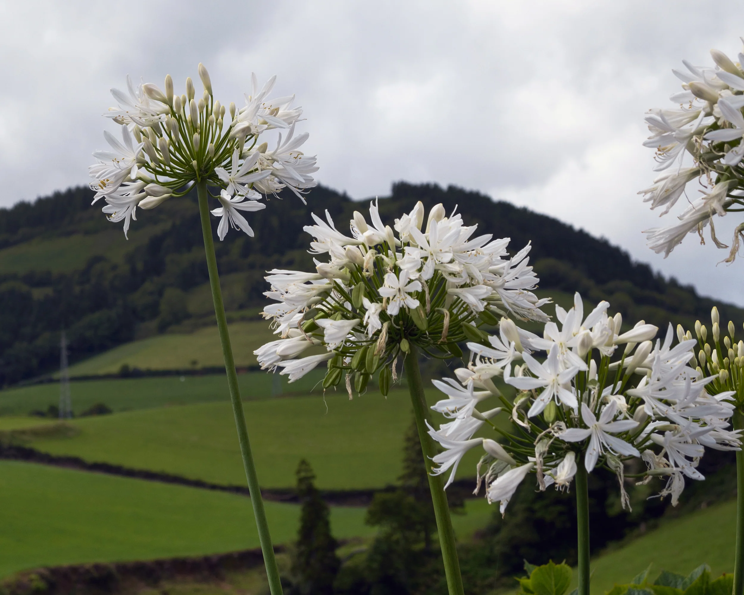 Agapanthus 'Albiflora' - Image 9
