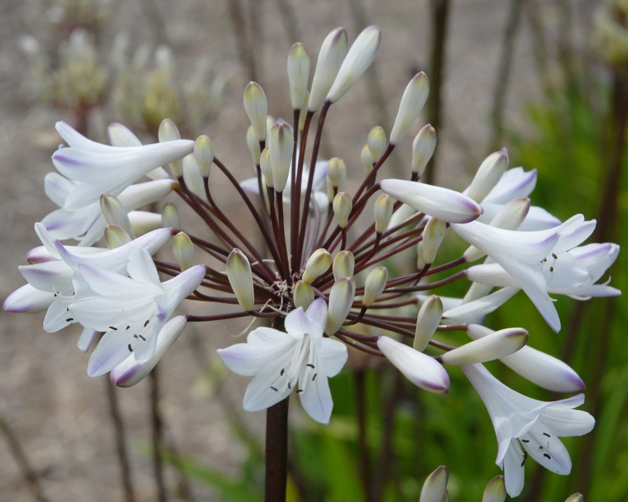 Agapanthus 'Albiflora XXL' - Image 6