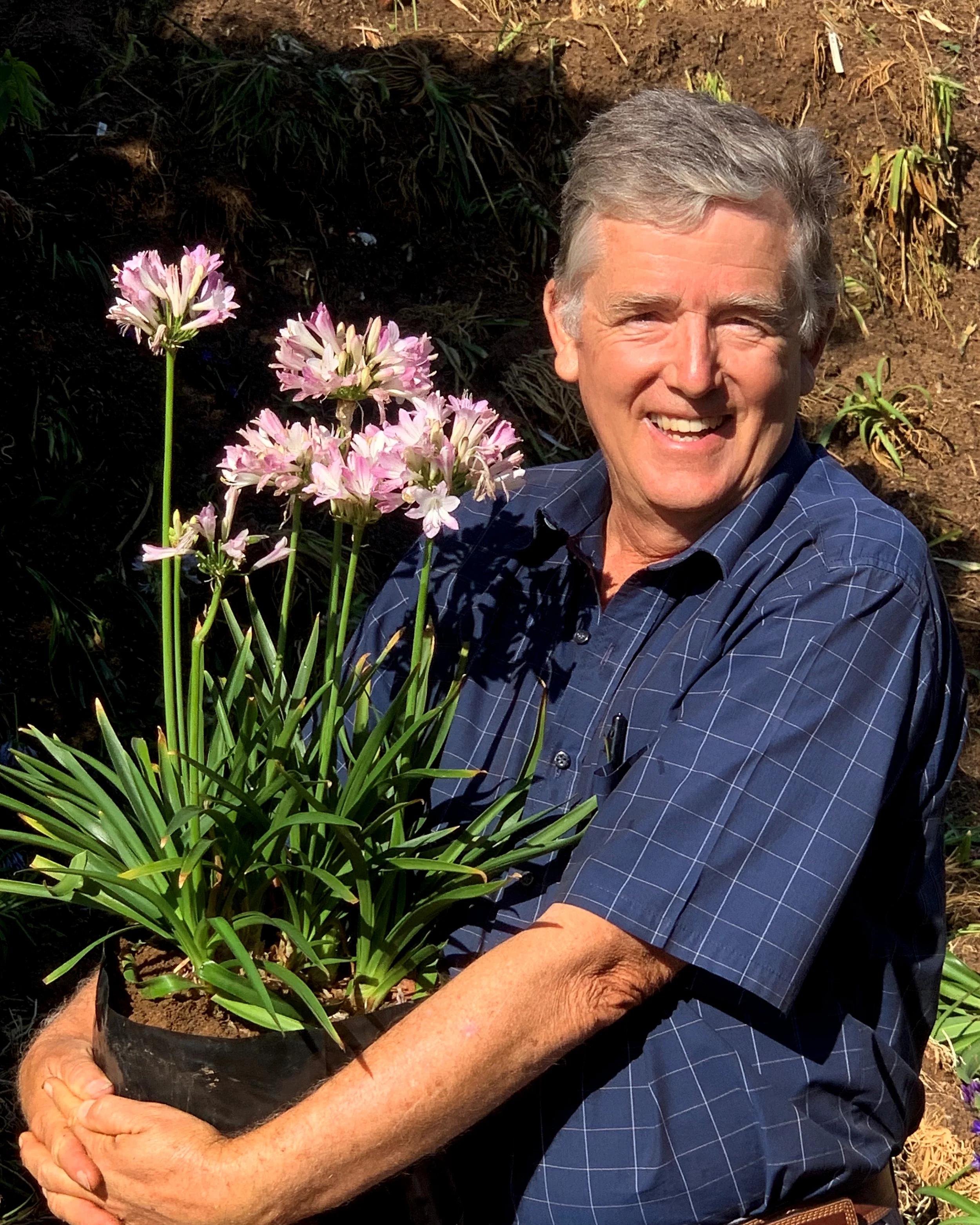 Agapanthus 'Blush Pink' - Image 4