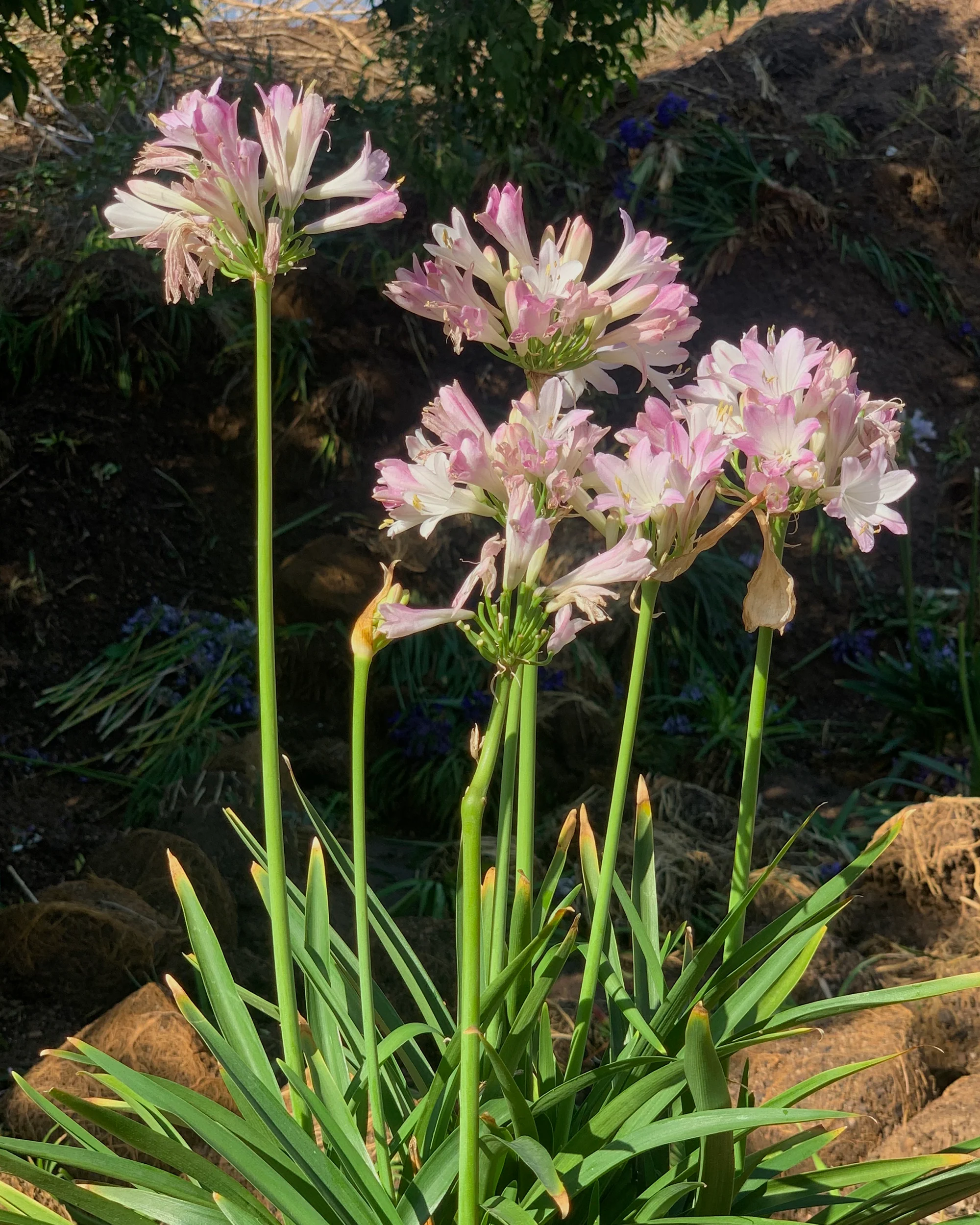 Agapanthus 'Blush Pink' - Image 6