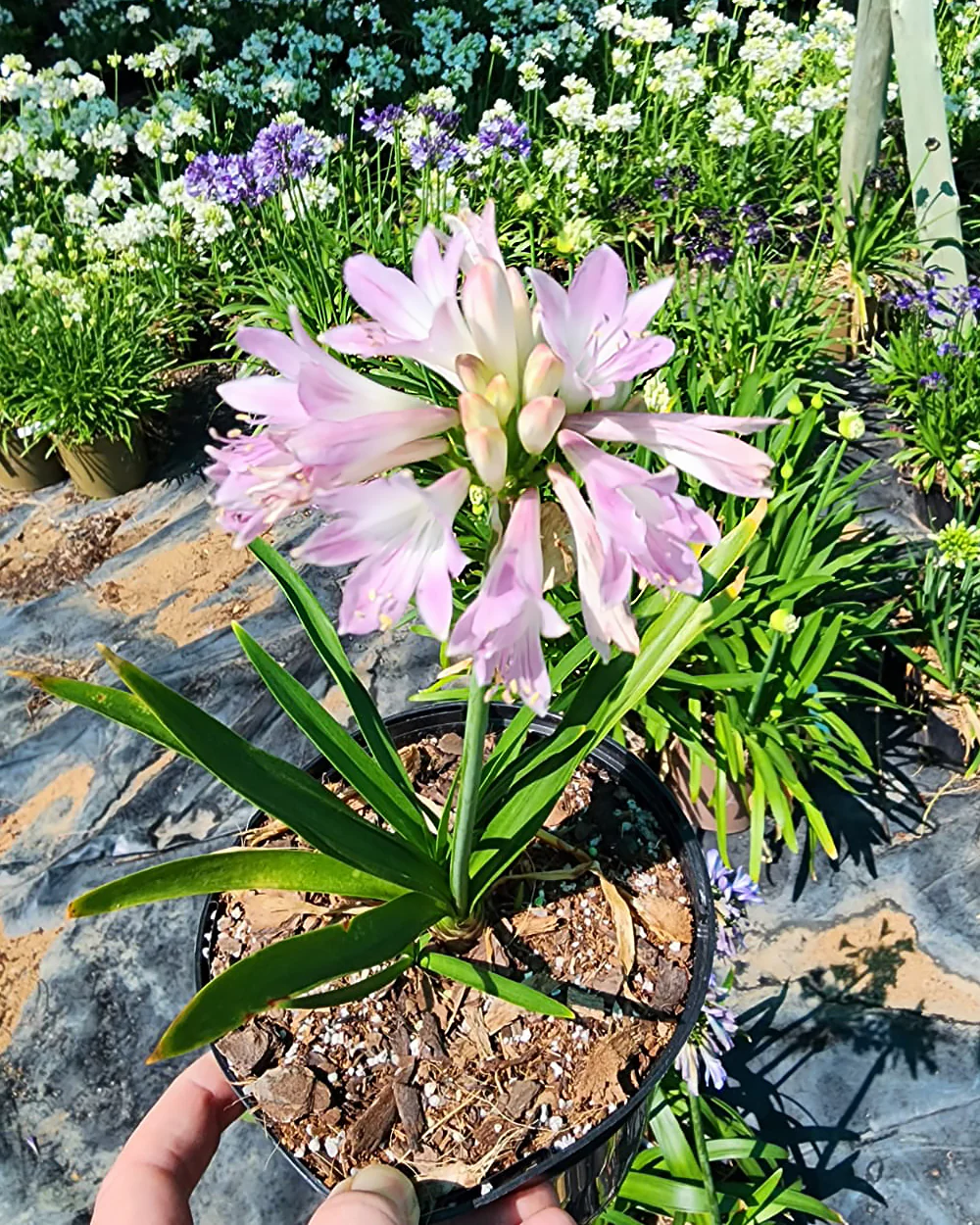 Agapanthus 'Blush Pink' - Image 7