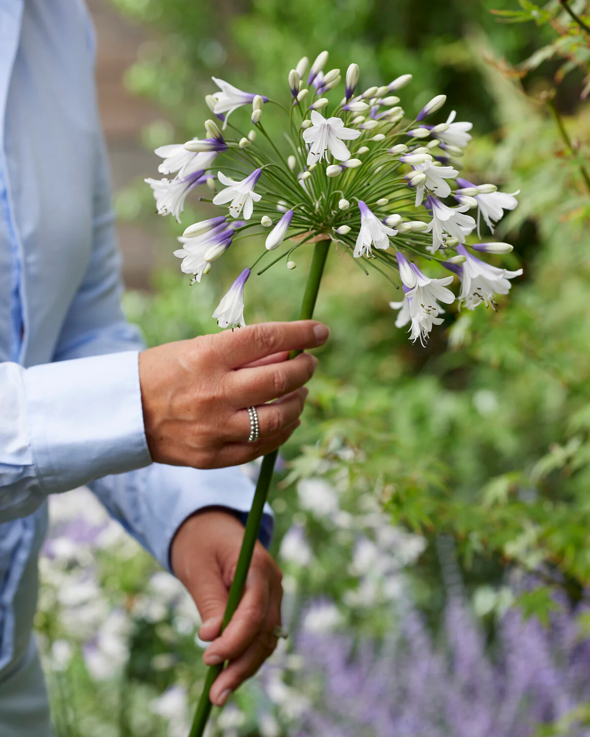 Agapanthus 'Fireworks' - Image 7
