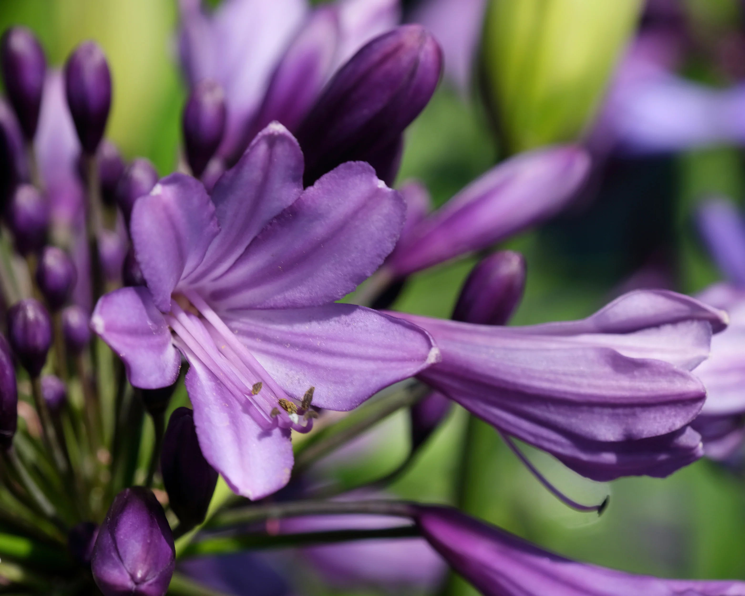 Agapanthus 'Poppin' Purple' - Image 5
