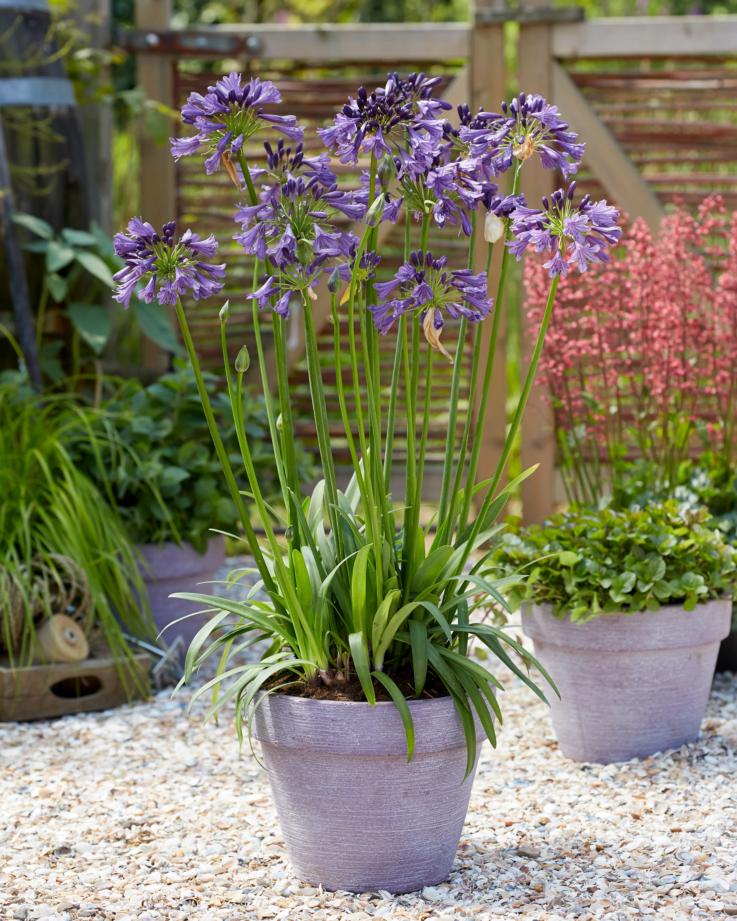 Agapanthus 'Poppin' Purple' - Image 7