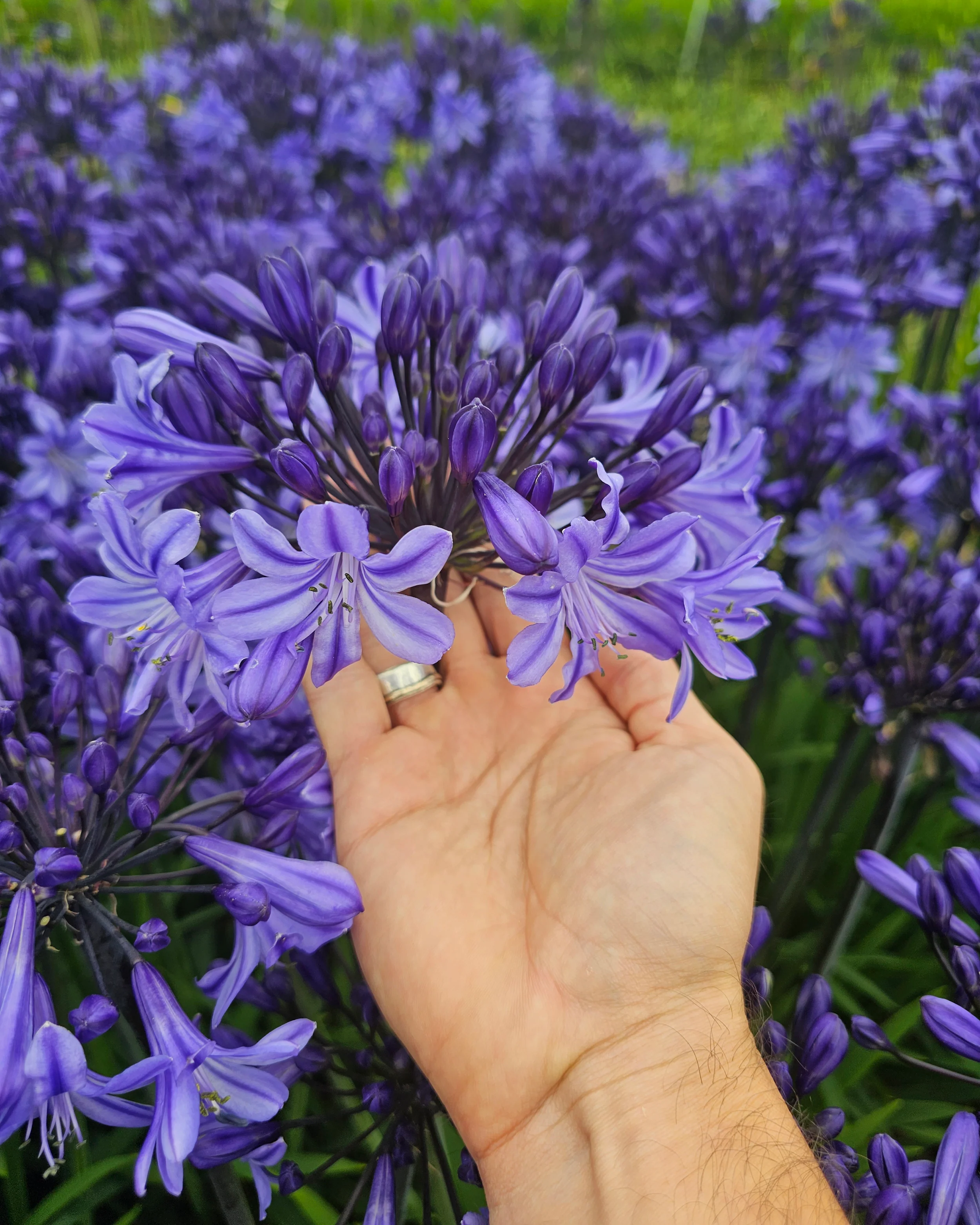 Agapanthus 'Rising Star' - Image 5