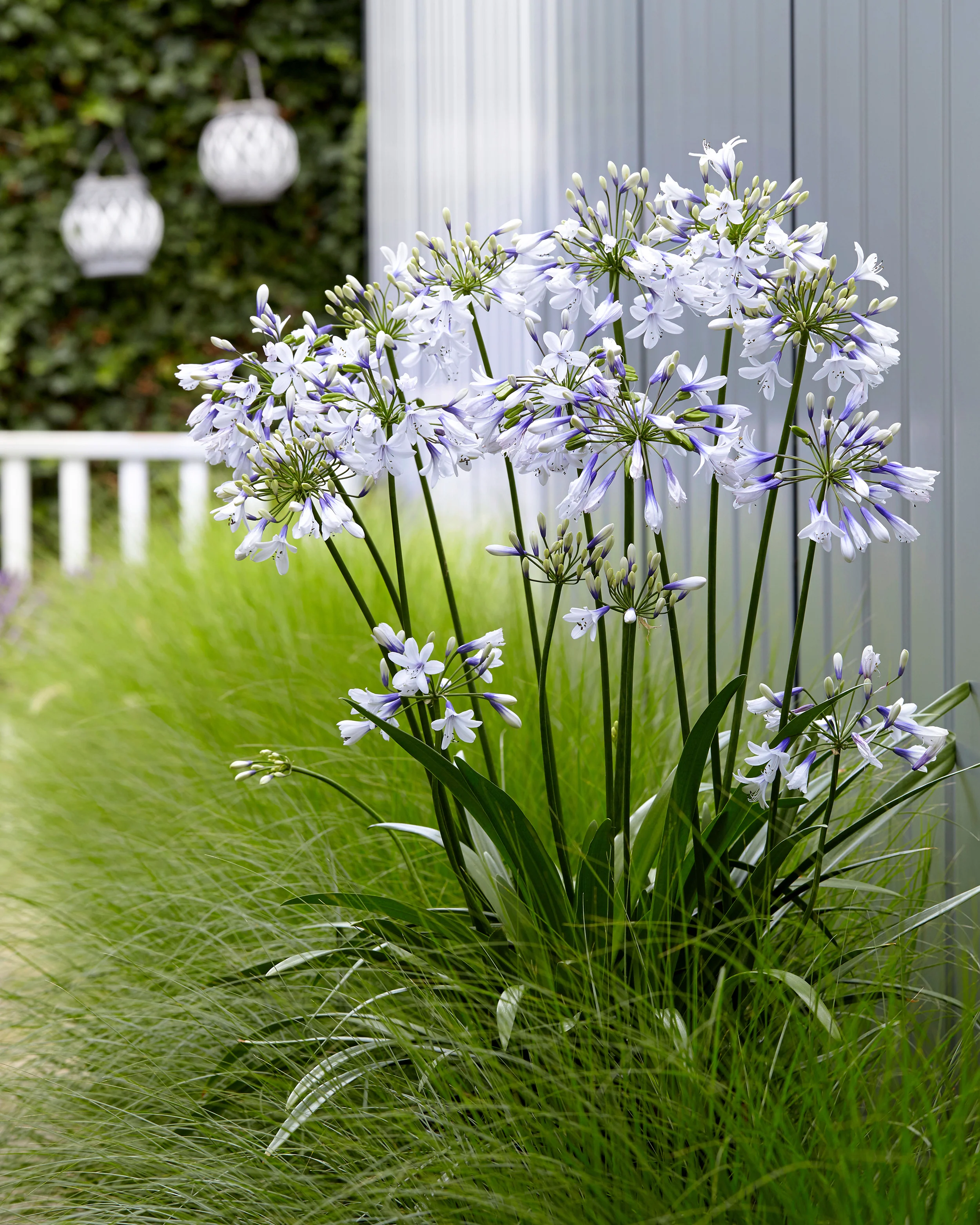 Agapanthus 'Twister' - Image 10