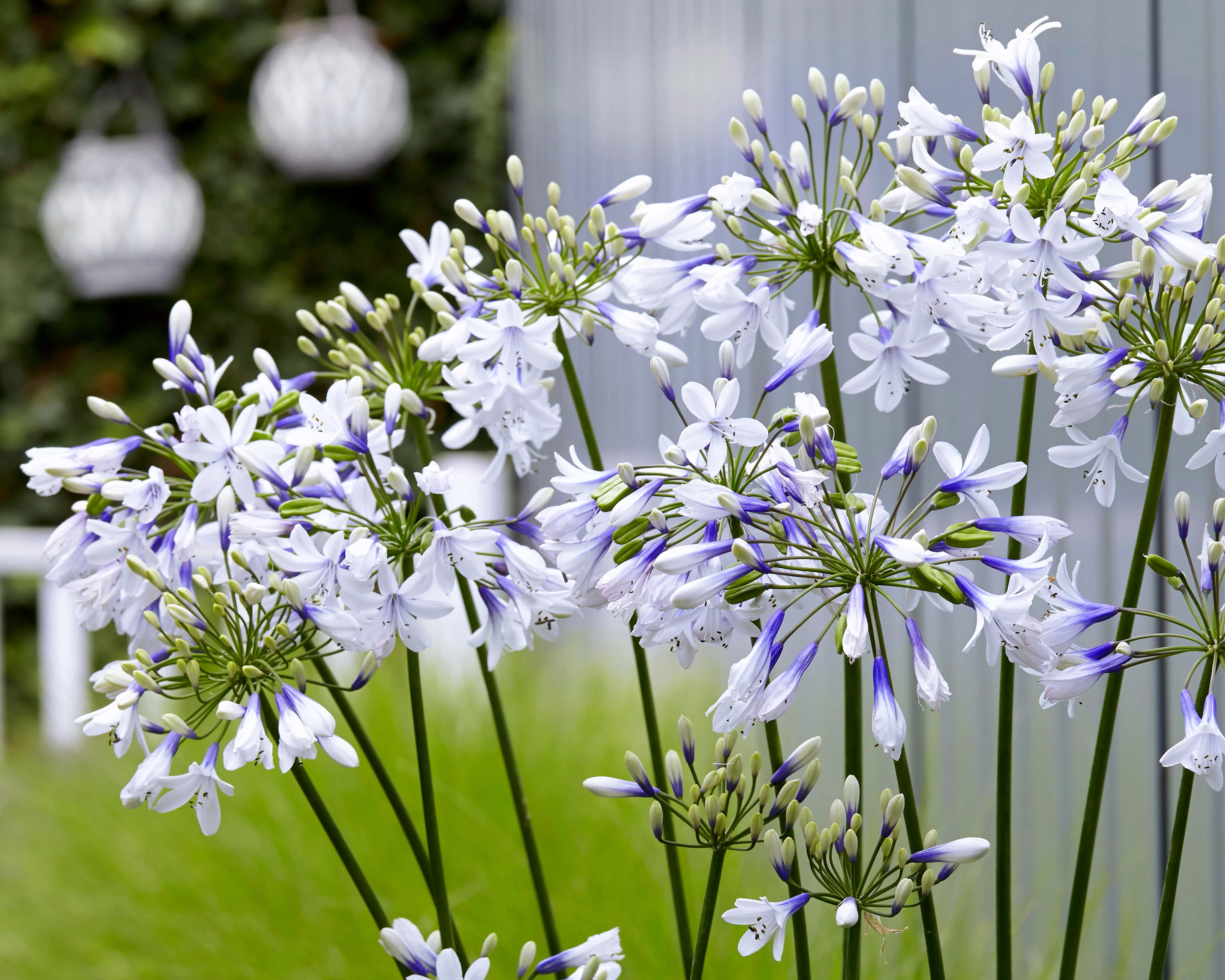 Agapanthus 'Twister' - Image 3