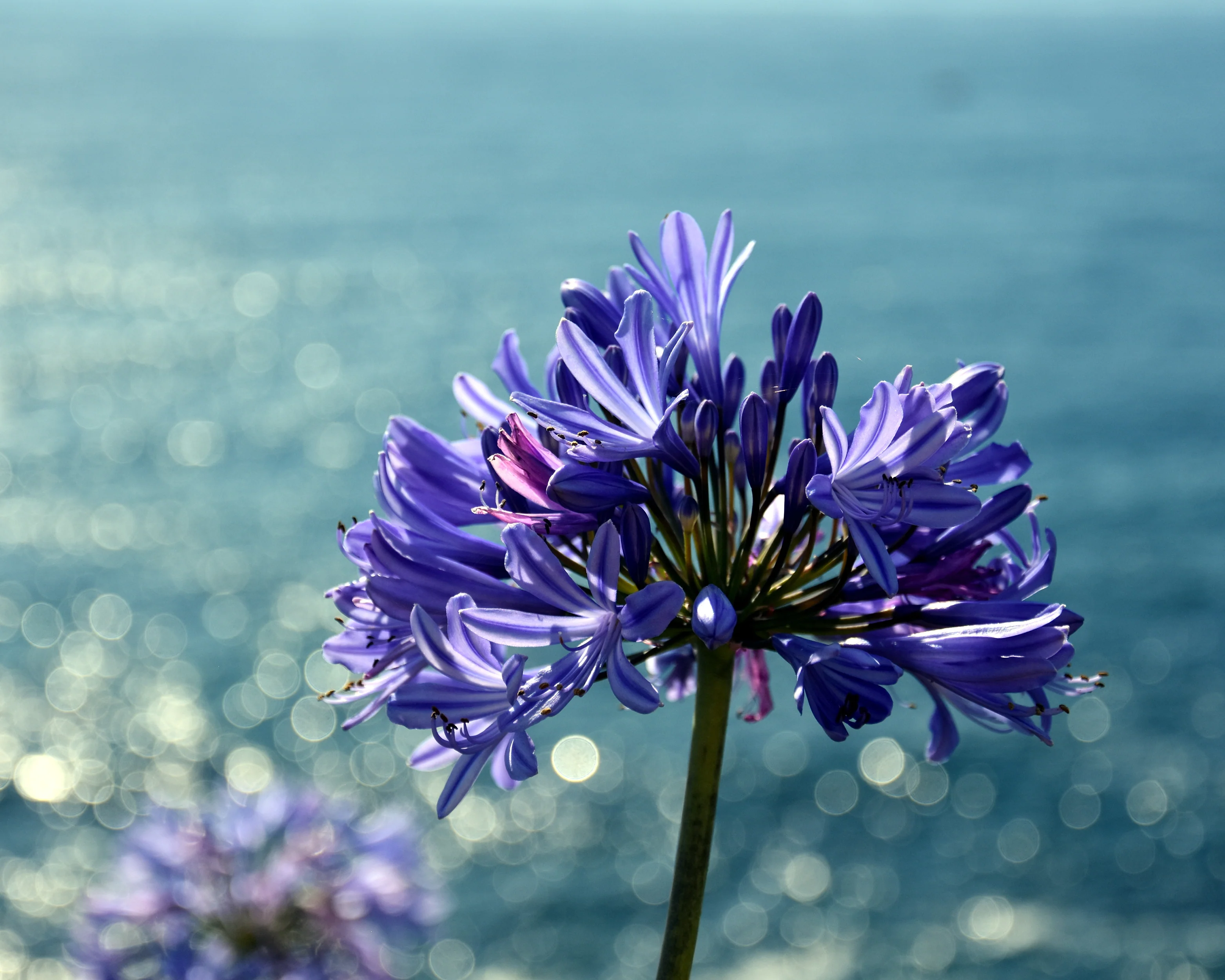 Agapanthus umbellatus - Image 13