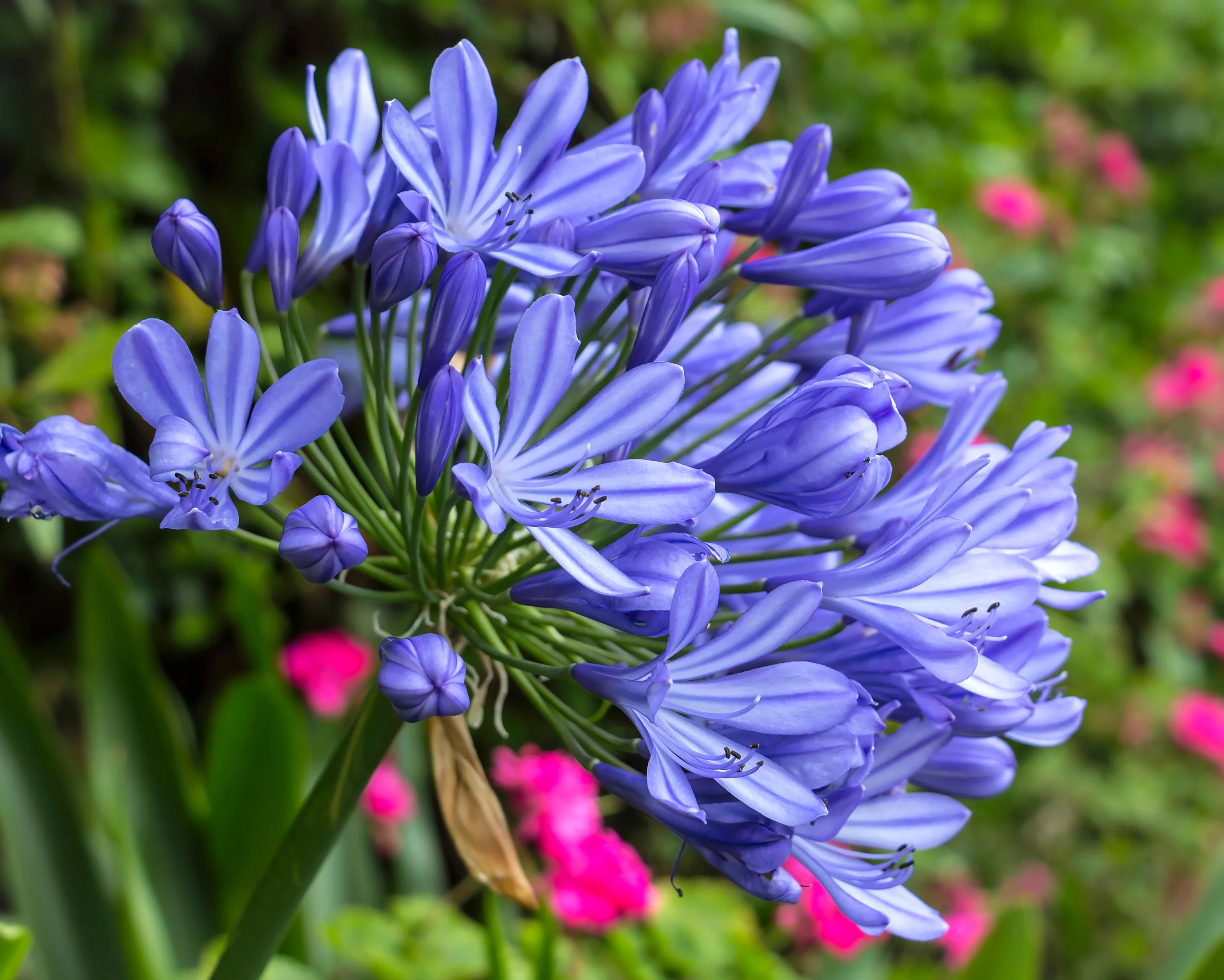 Agapanthus umbellatus - Image 3