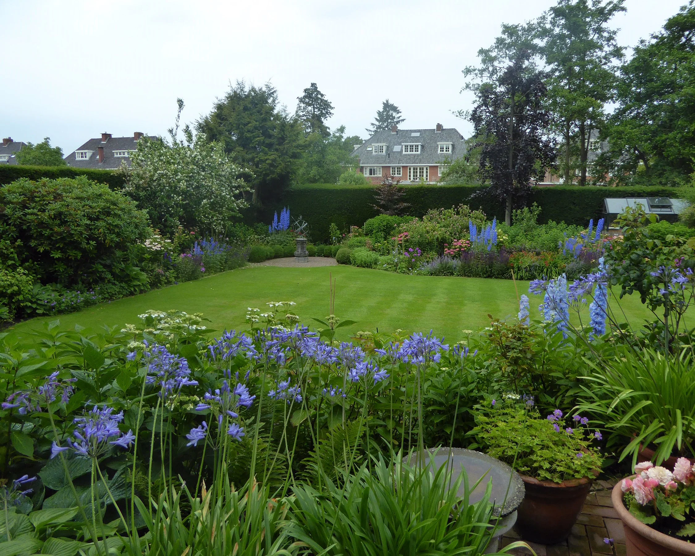 Agapanthus umbellatus - Image 9