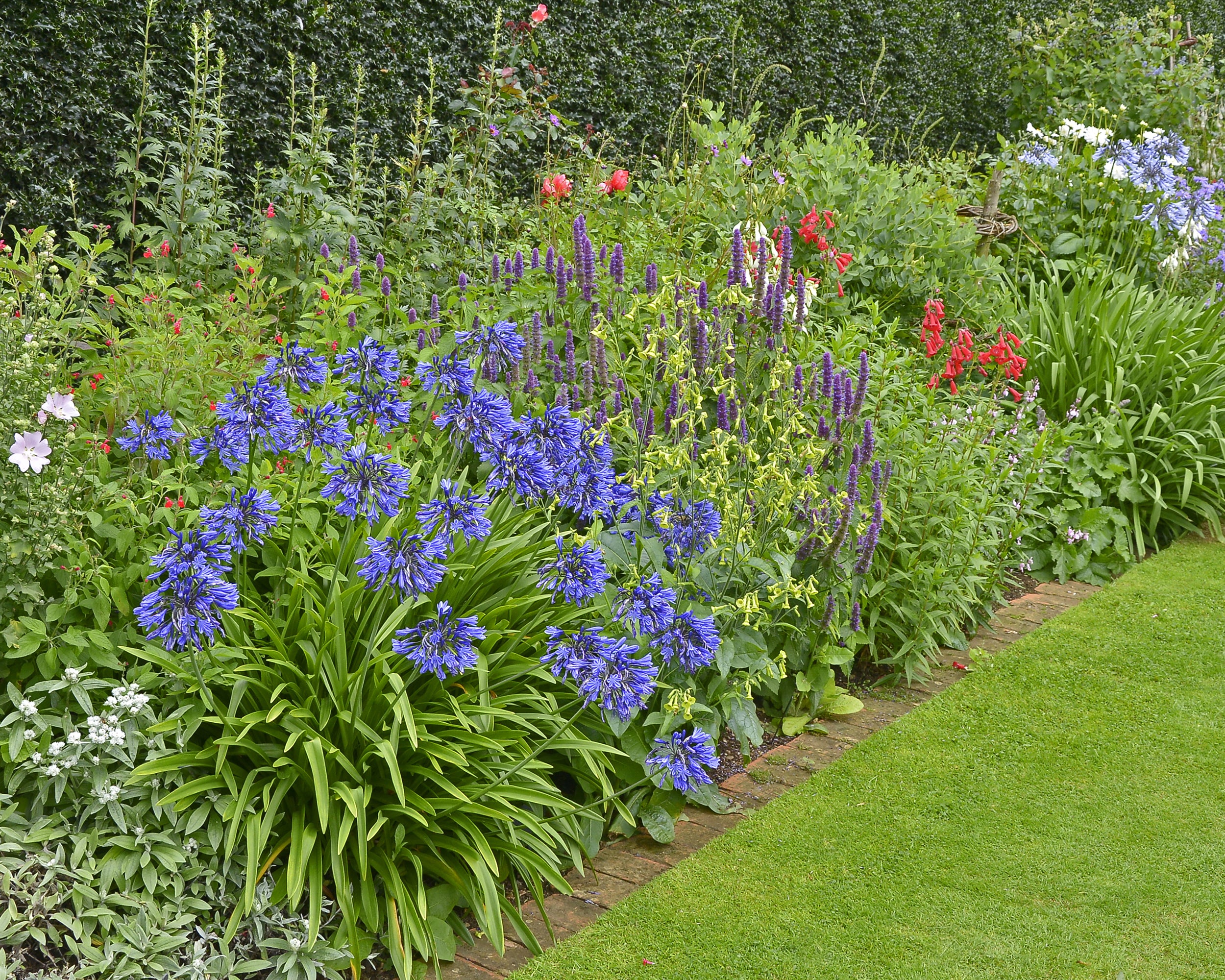 Agapanthus umbellatus 'XXL' - Image 5
