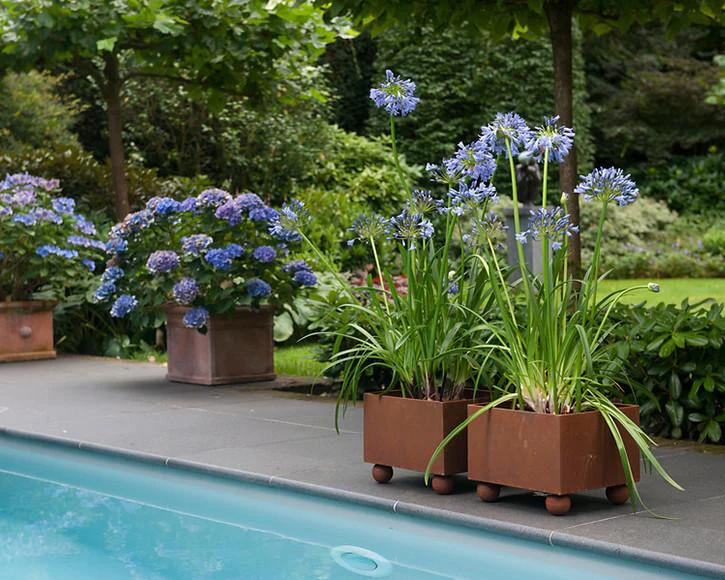 Agapanthus umbellatus 'XXL' - Image 6