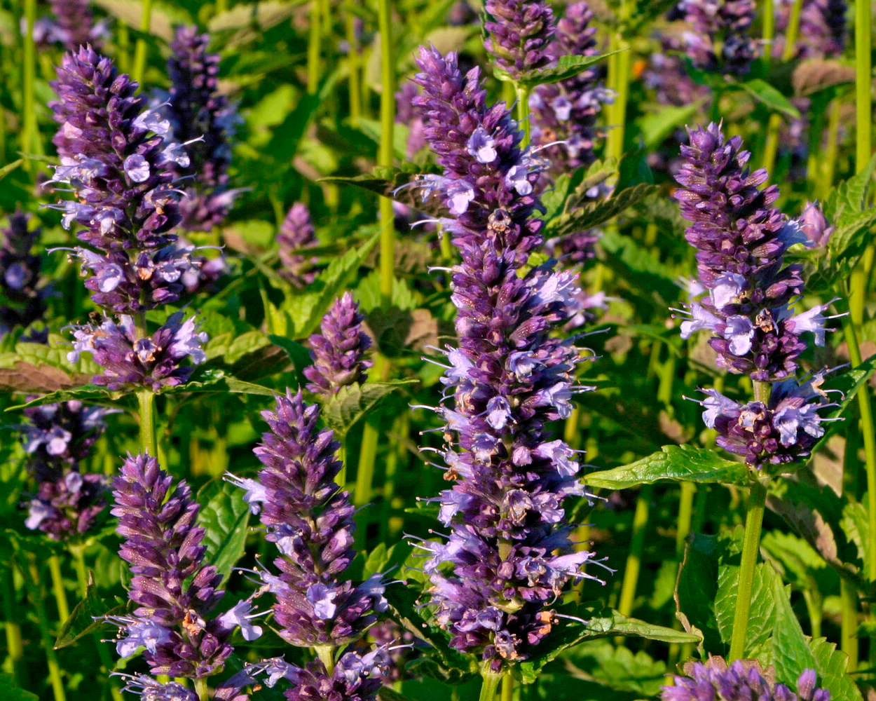 Agastache 'Blackadder' - Image 4
