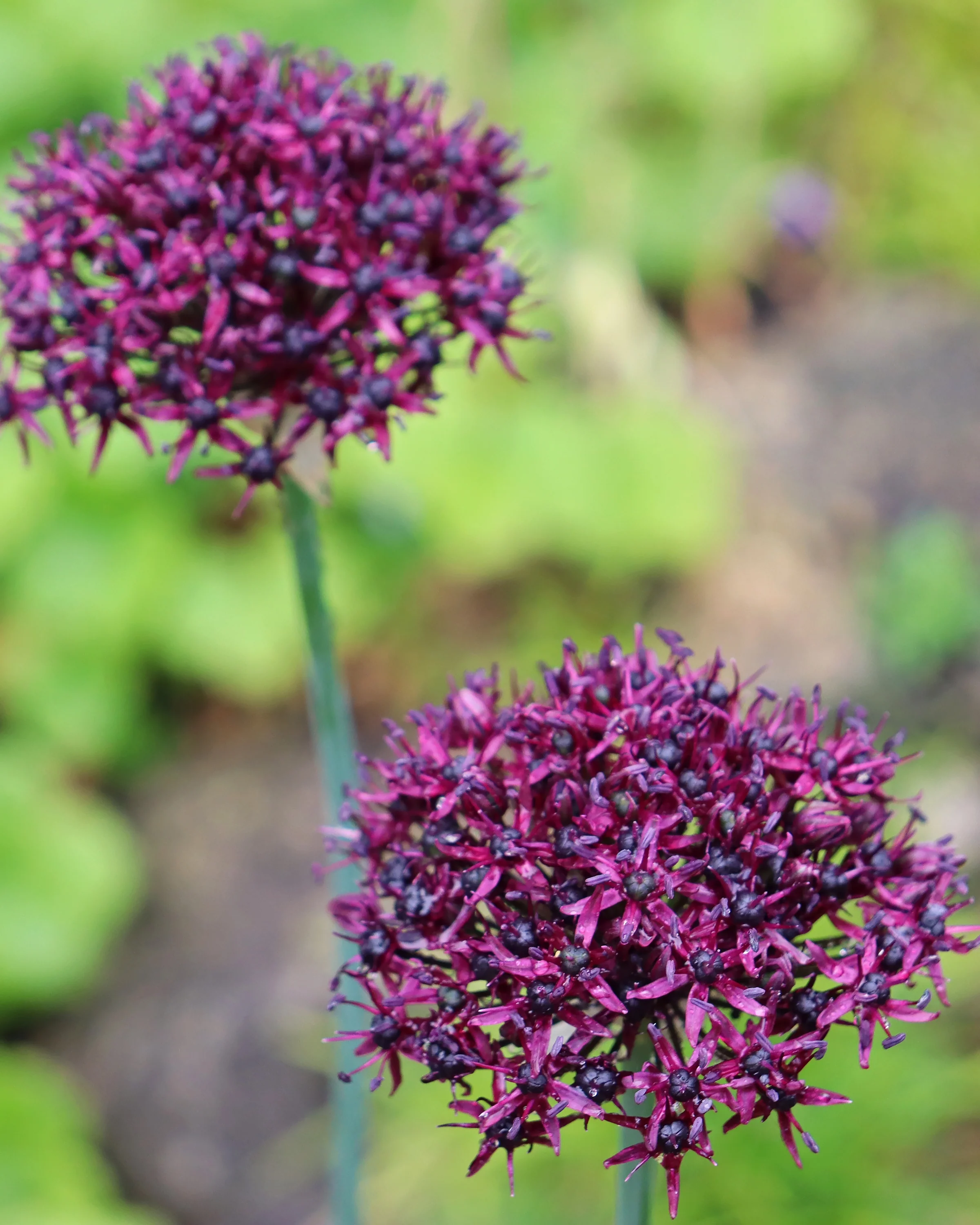 Allium atropurpureum - Image 3
