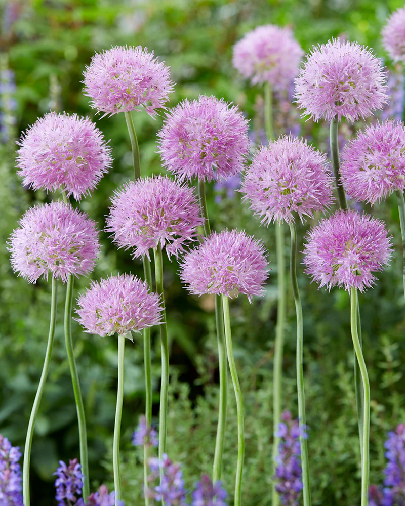 Allium 'Rosy Beauty' - Image 4