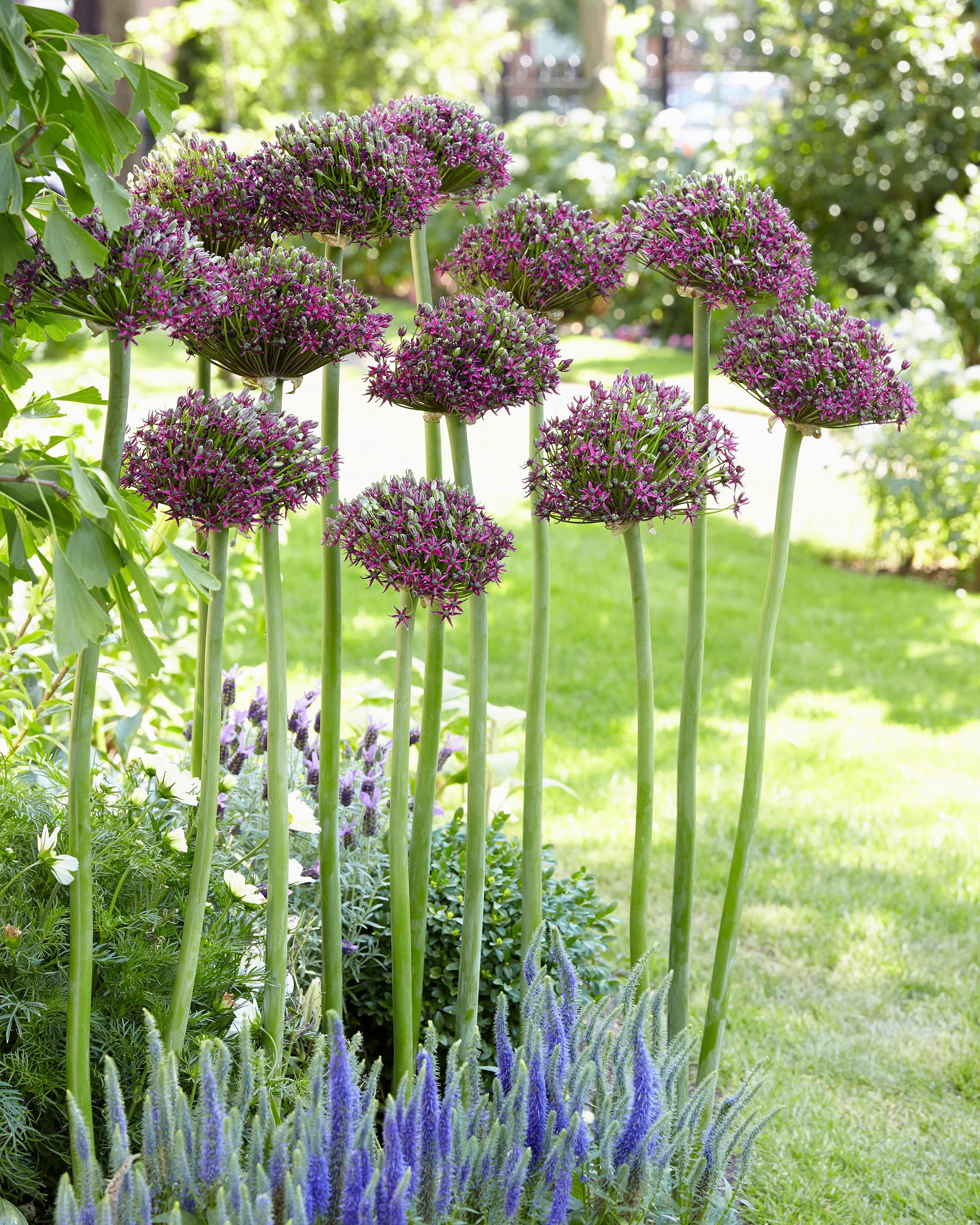 Allium 'Cherry' - Image 3