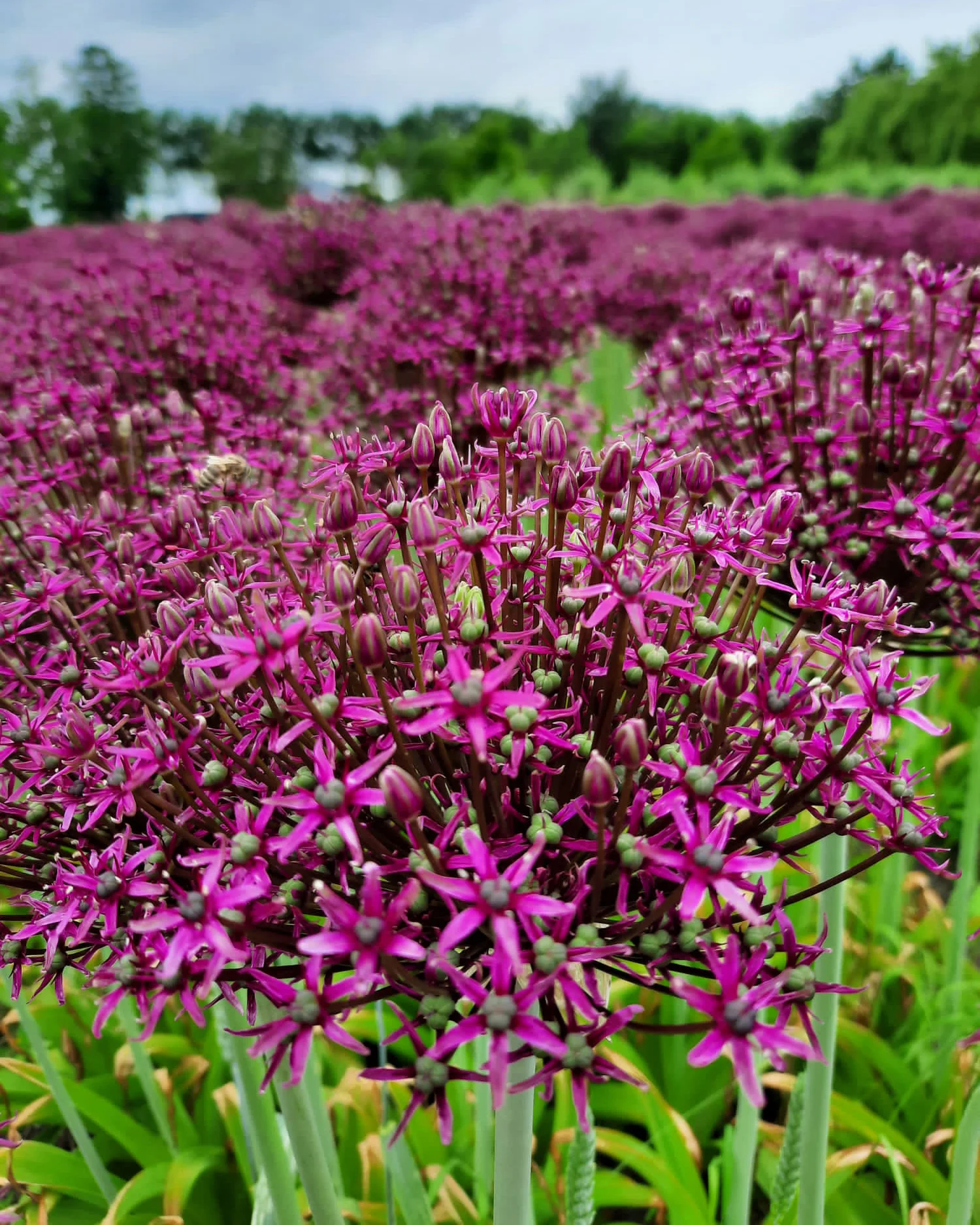 Allium 'Cherry' - Image 6