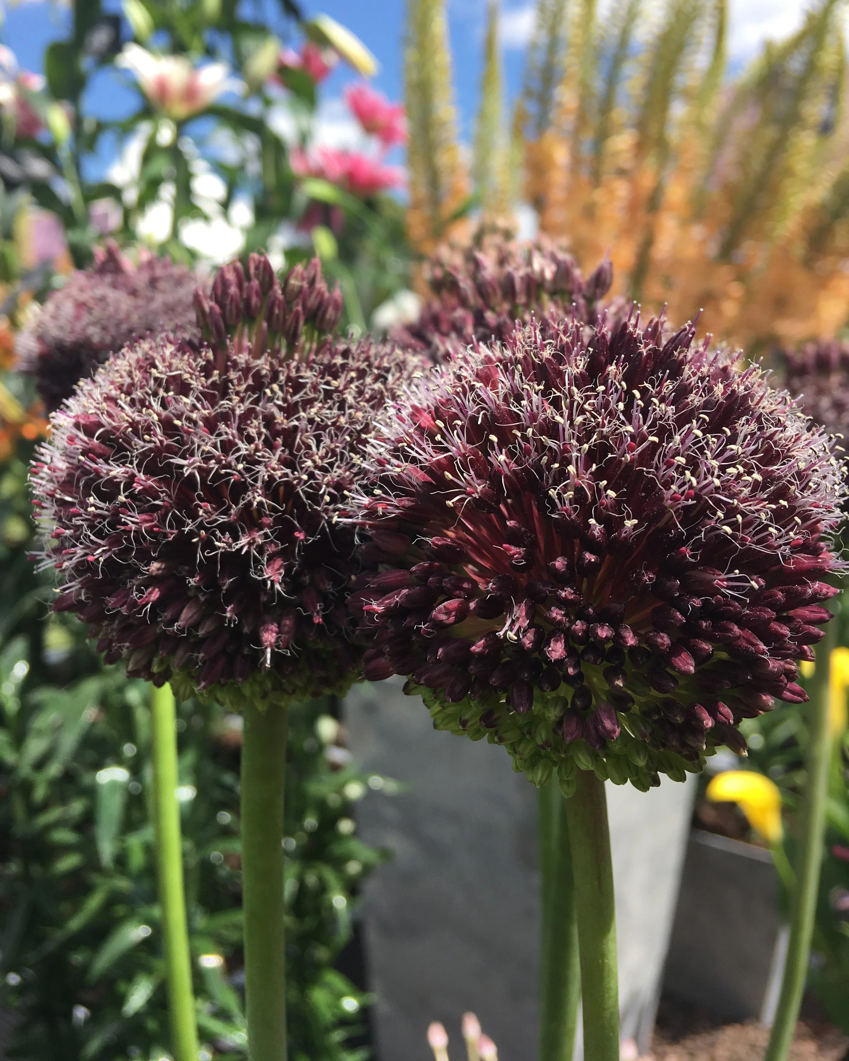 Allium 'Forelock' - Image 3