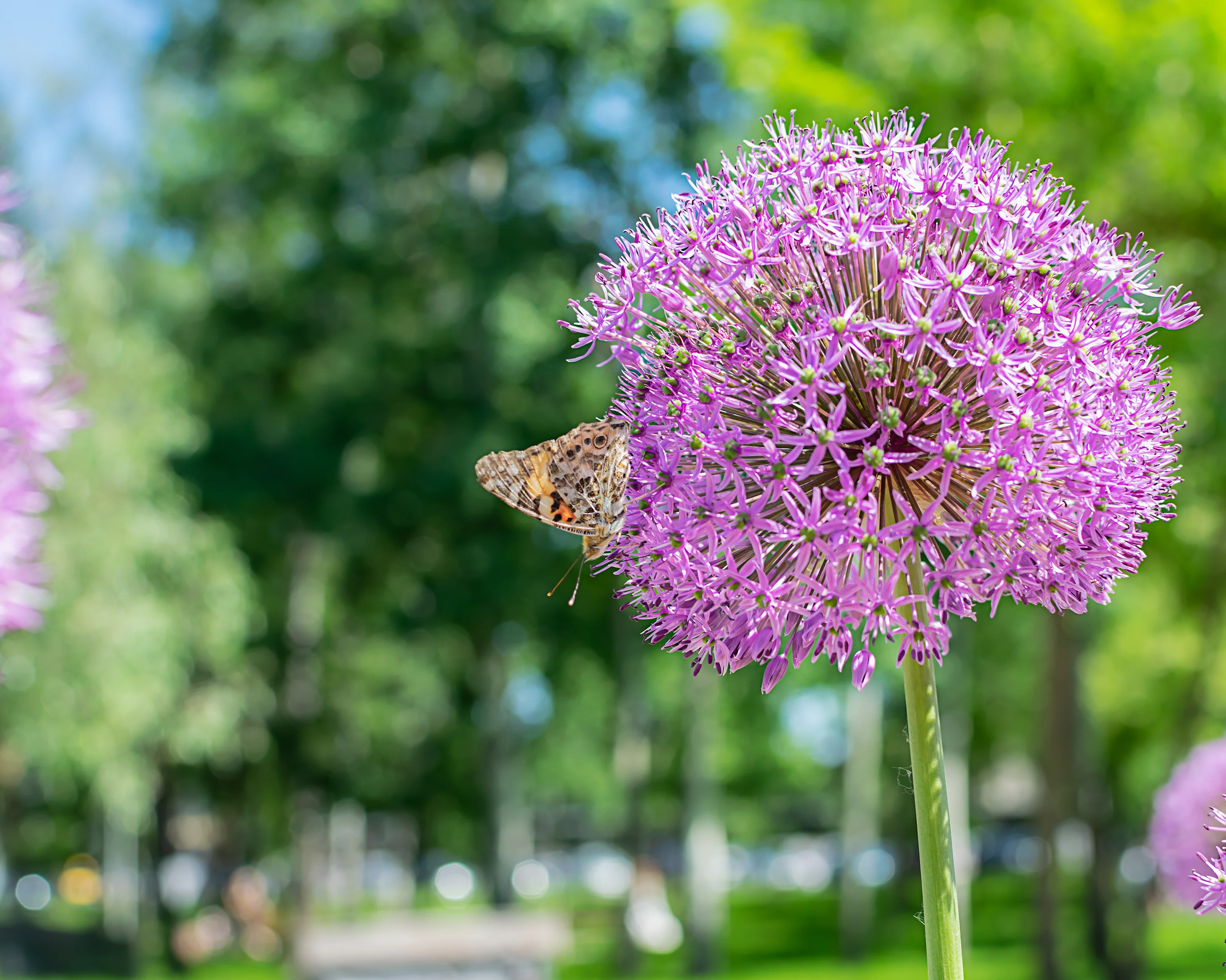Allium 'Globemaster' - Image 5
