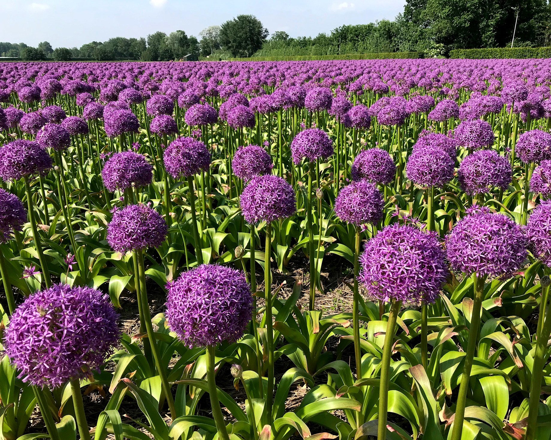 Allium 'Globemaster' - Image 6