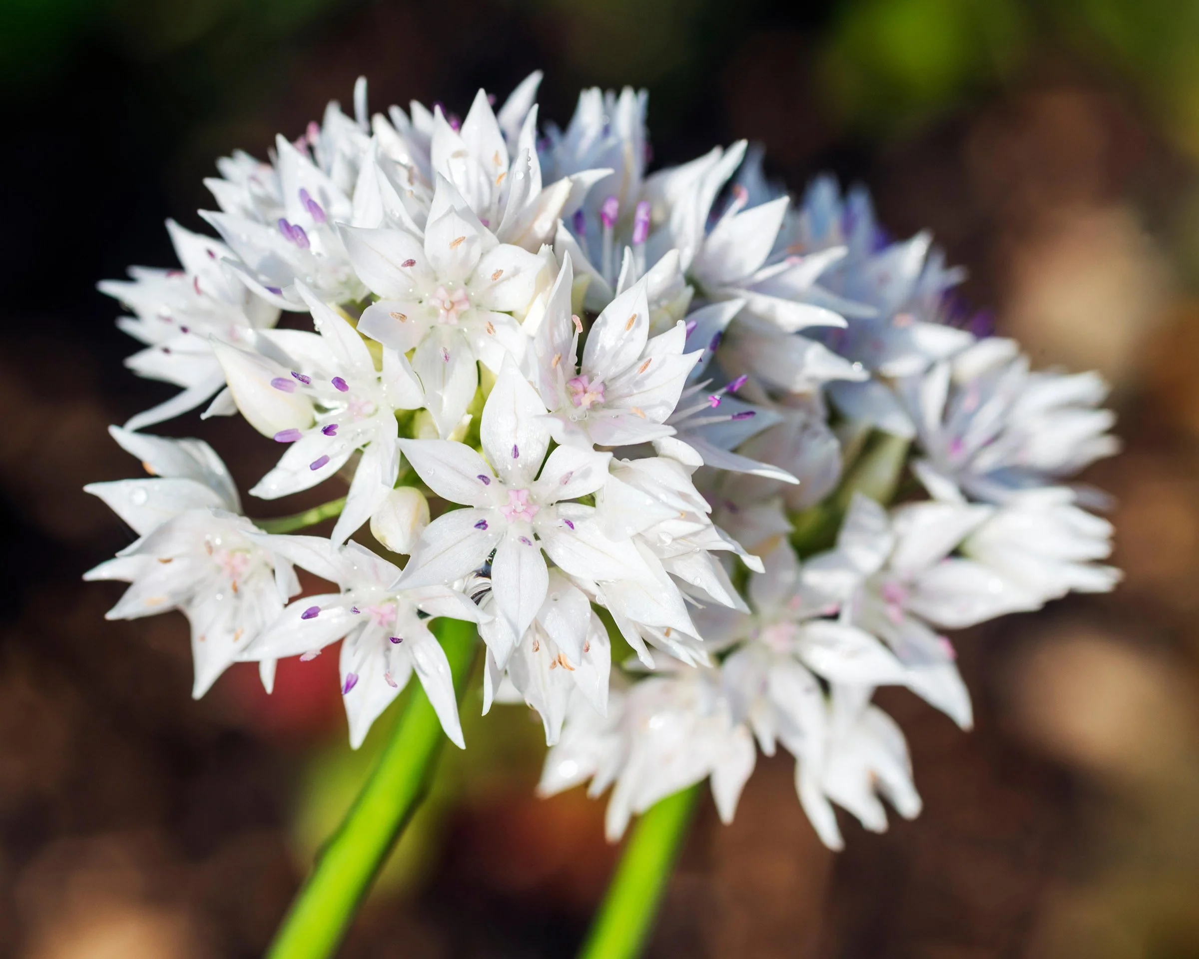 Allium 'Graceful Beauty' - Image 4