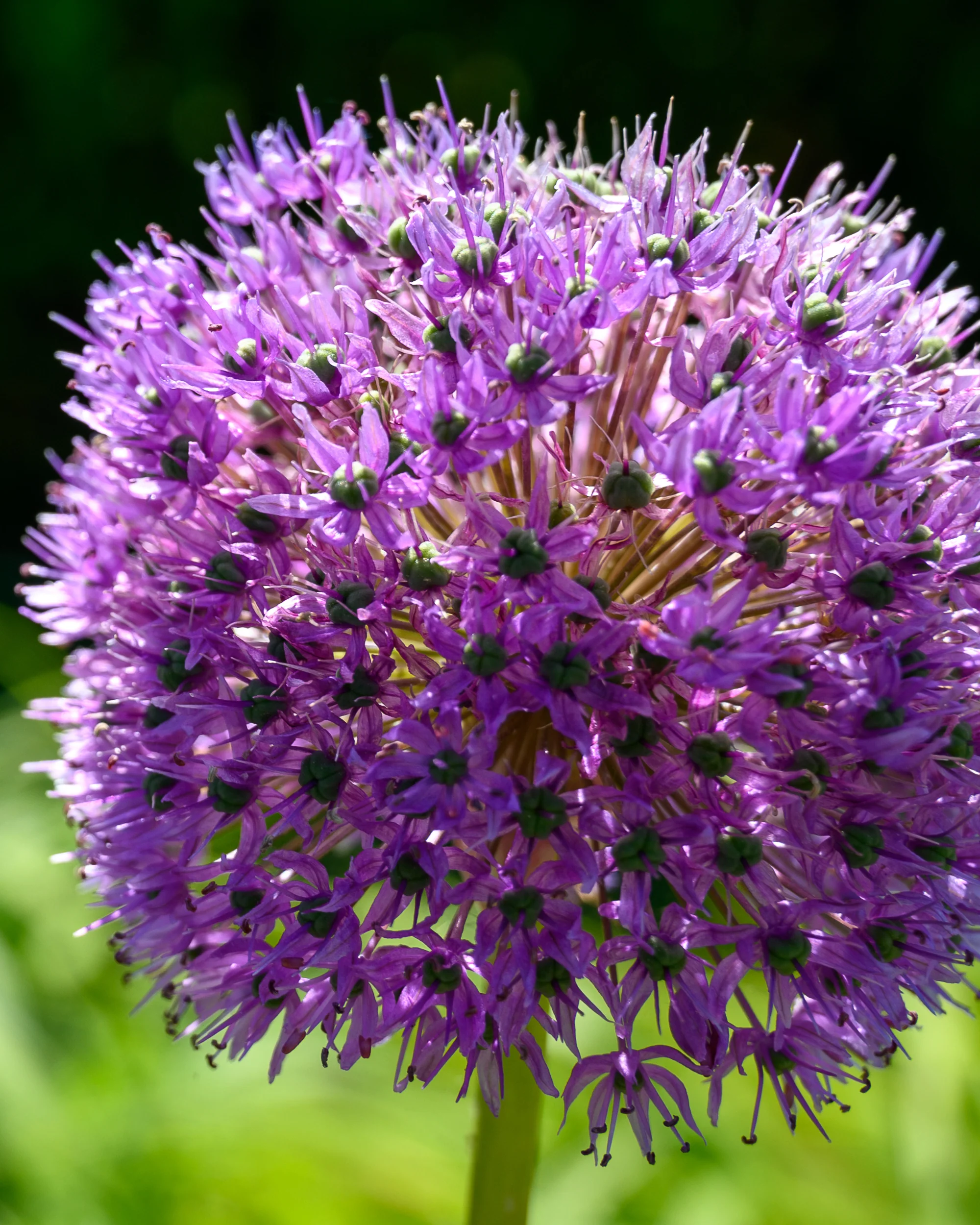 Allium 'His Excellency' - Image 2