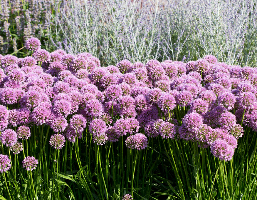 Allium 'Millenium' - Image 2