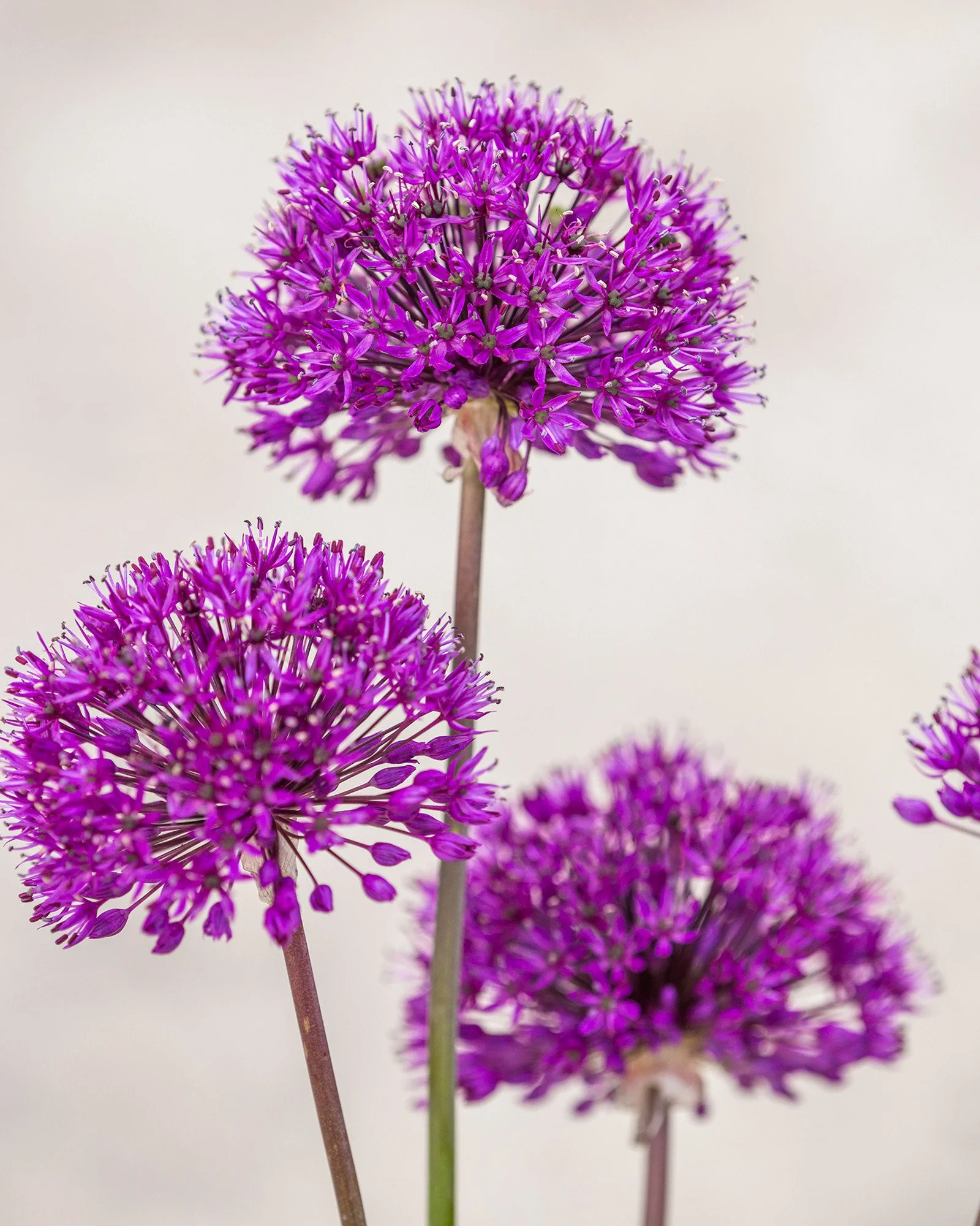 Allium 'Purple Sensation' - Image 10