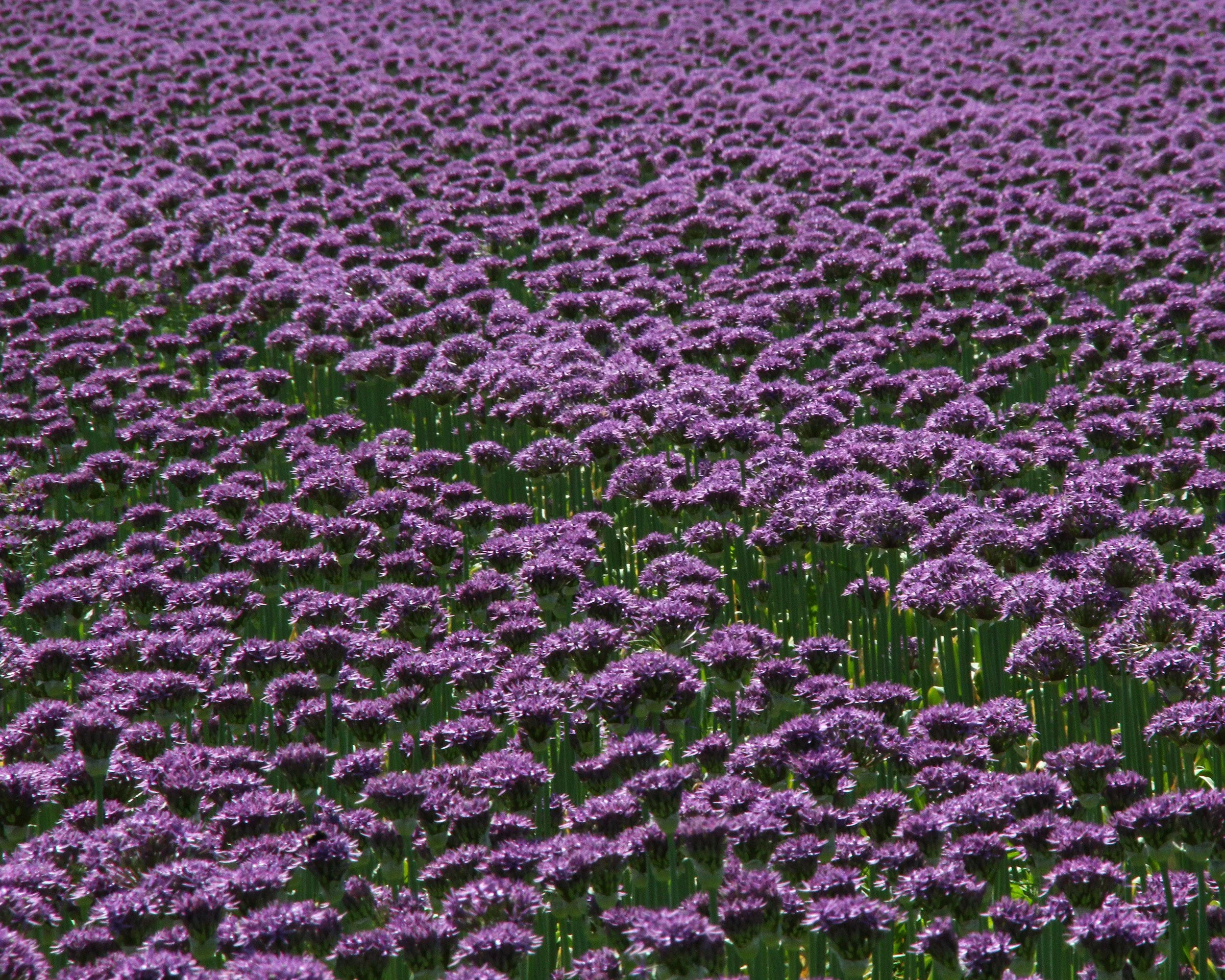Allium 'Purple Sensation' - Image 12