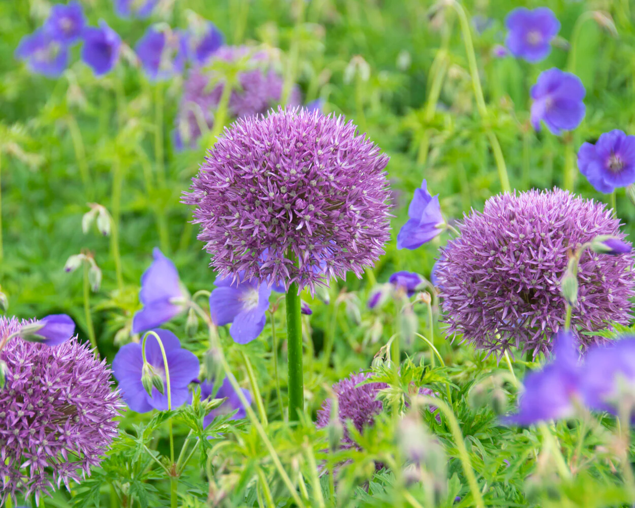 Allium 'Round 'n' Purple' - Image 5