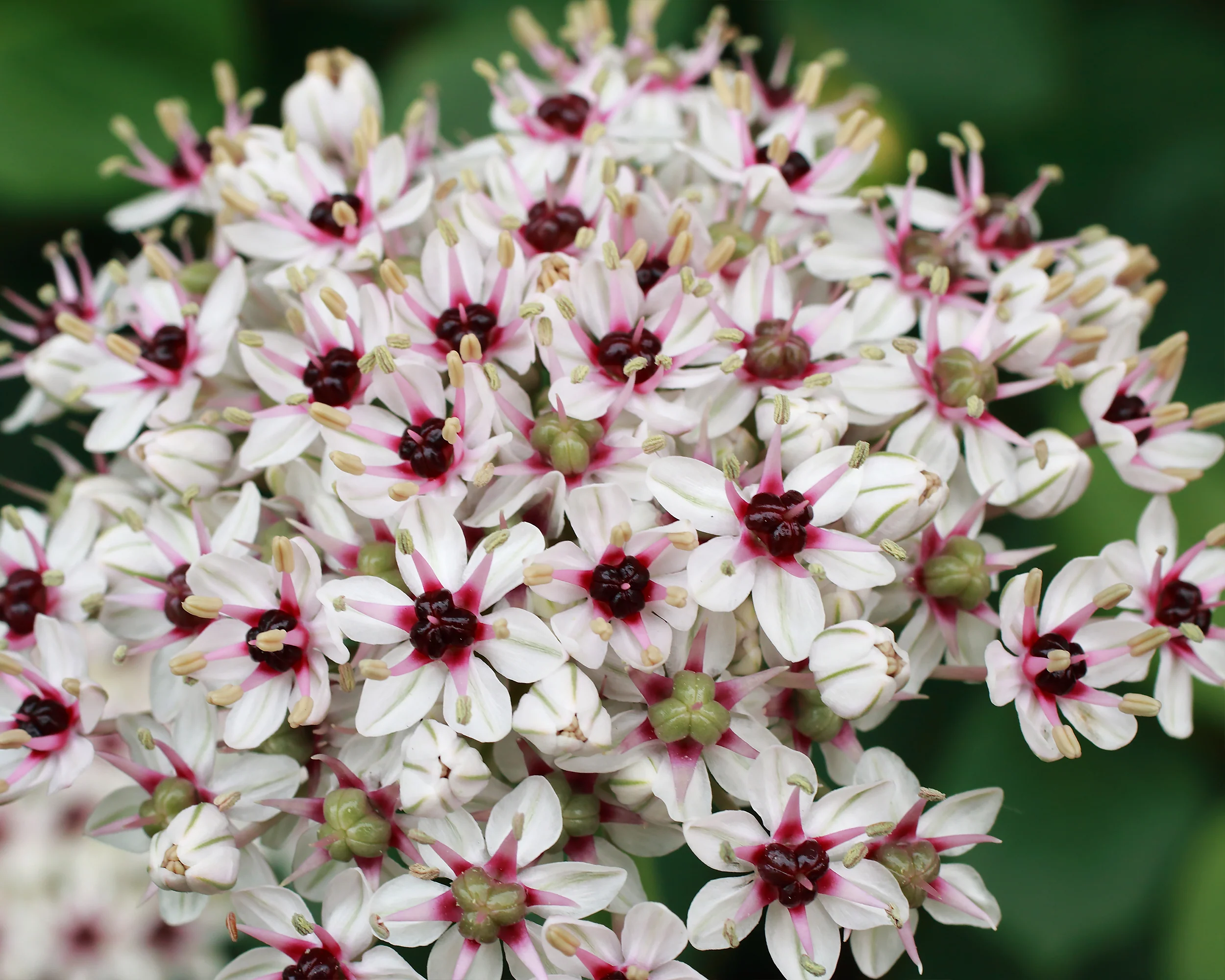 Allium 'Silver Spring' - Image 3