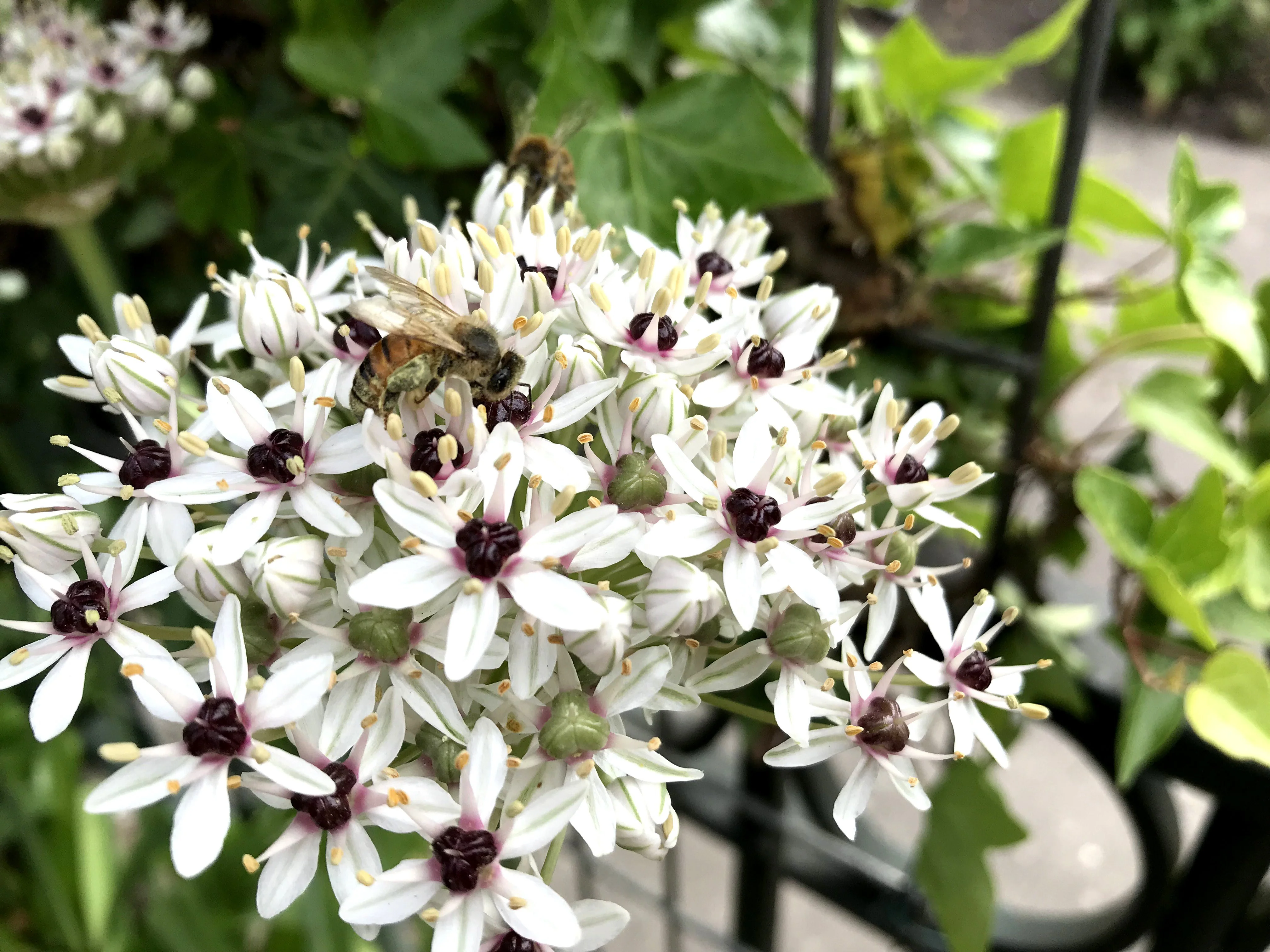 Allium 'Silver Spring' - Image 8