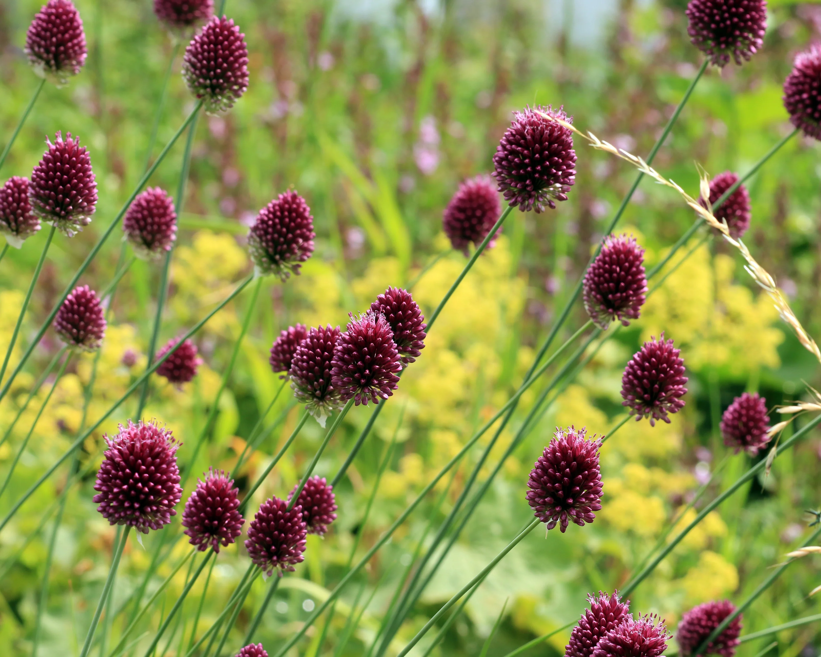 Allium sphaerocephalon - Image 4