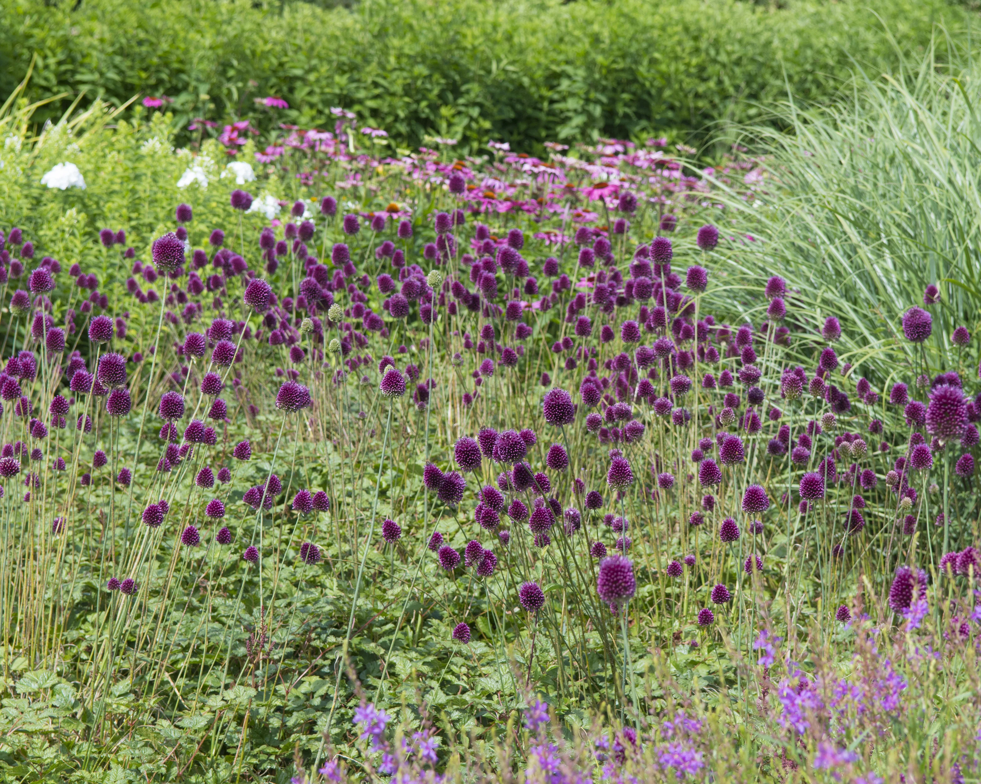 Allium sphaerocephalon - Image 6