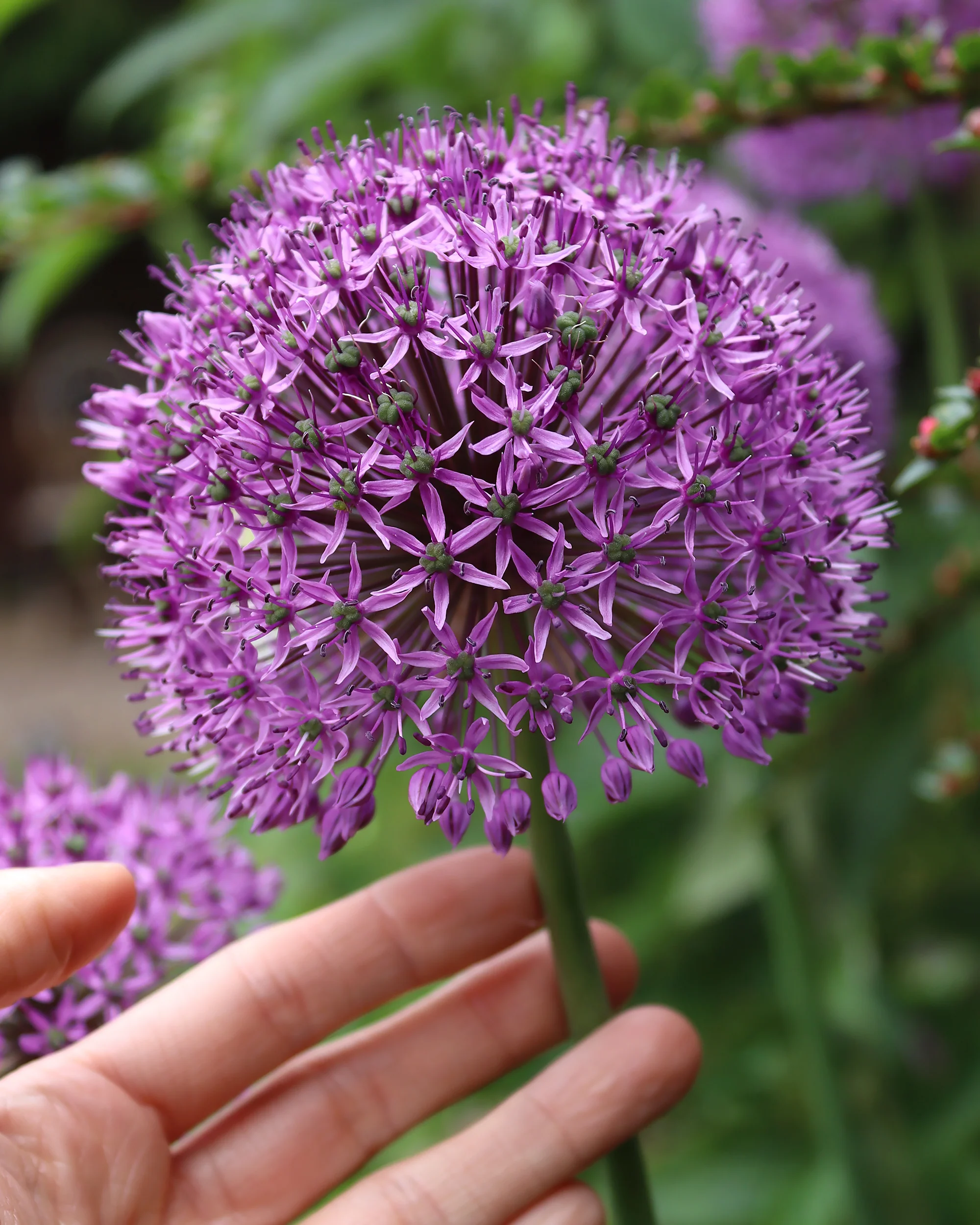 Allium 'Statos'