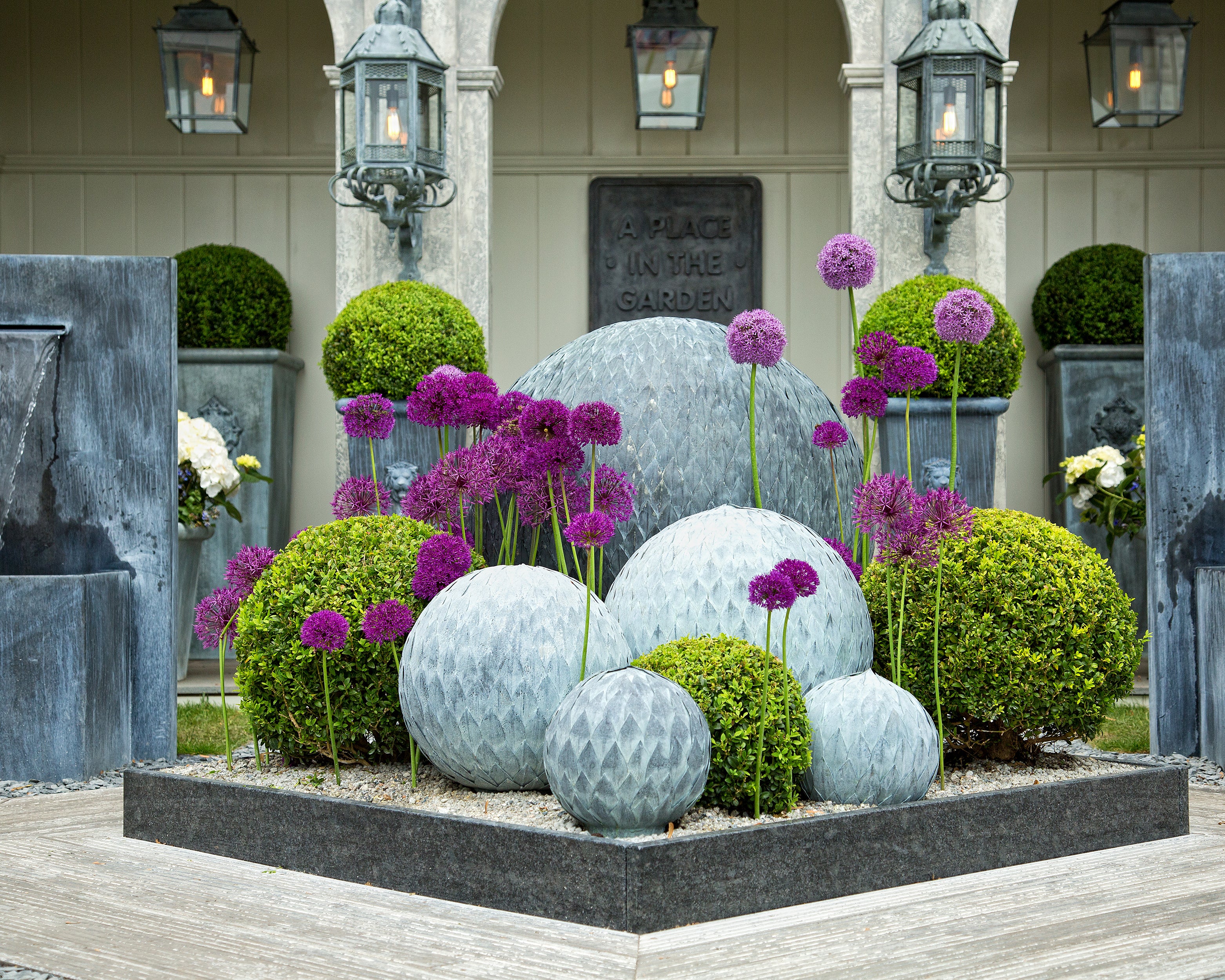 Allium 'Statos' - Image 4