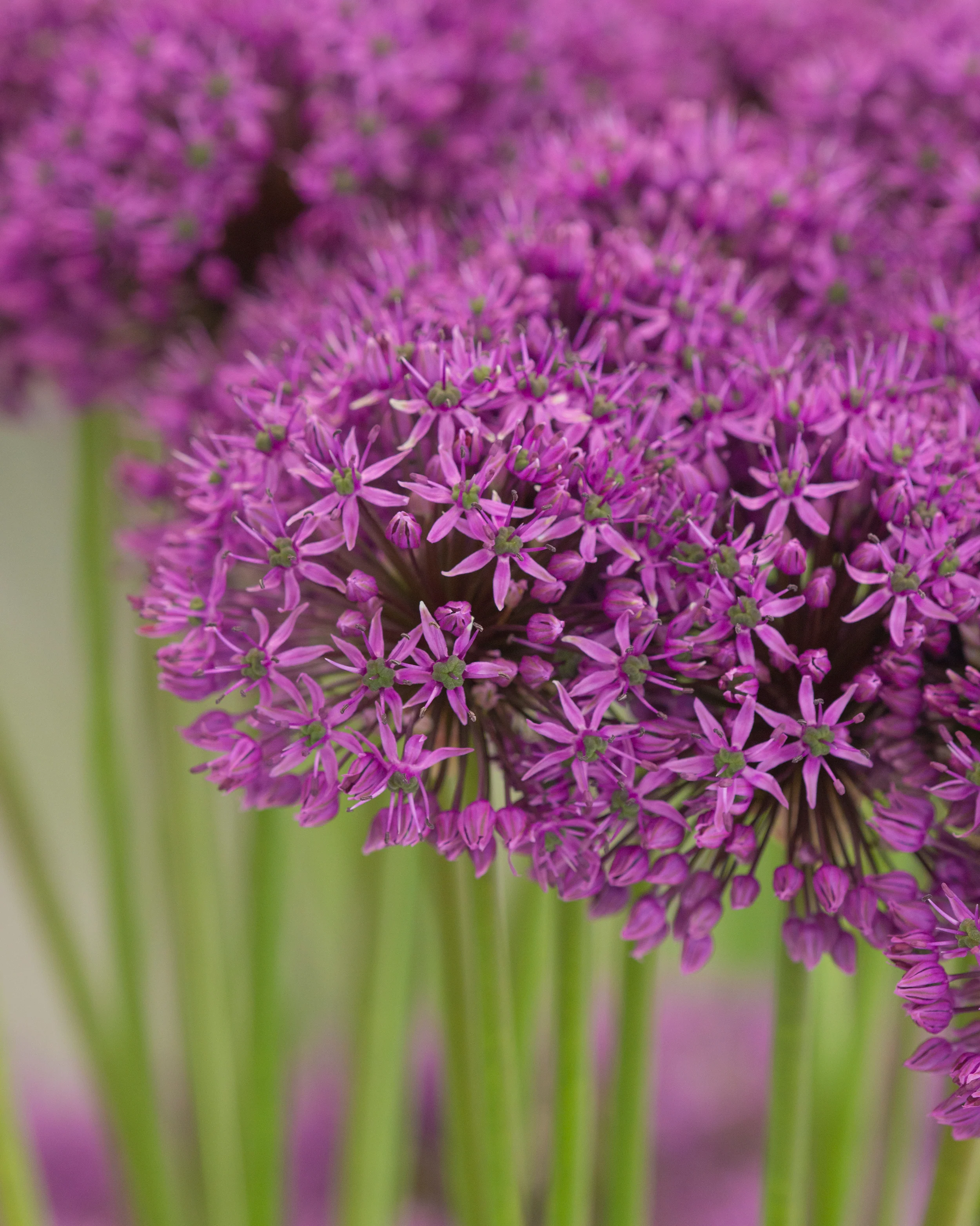 Allium 'Statos' - Image 5