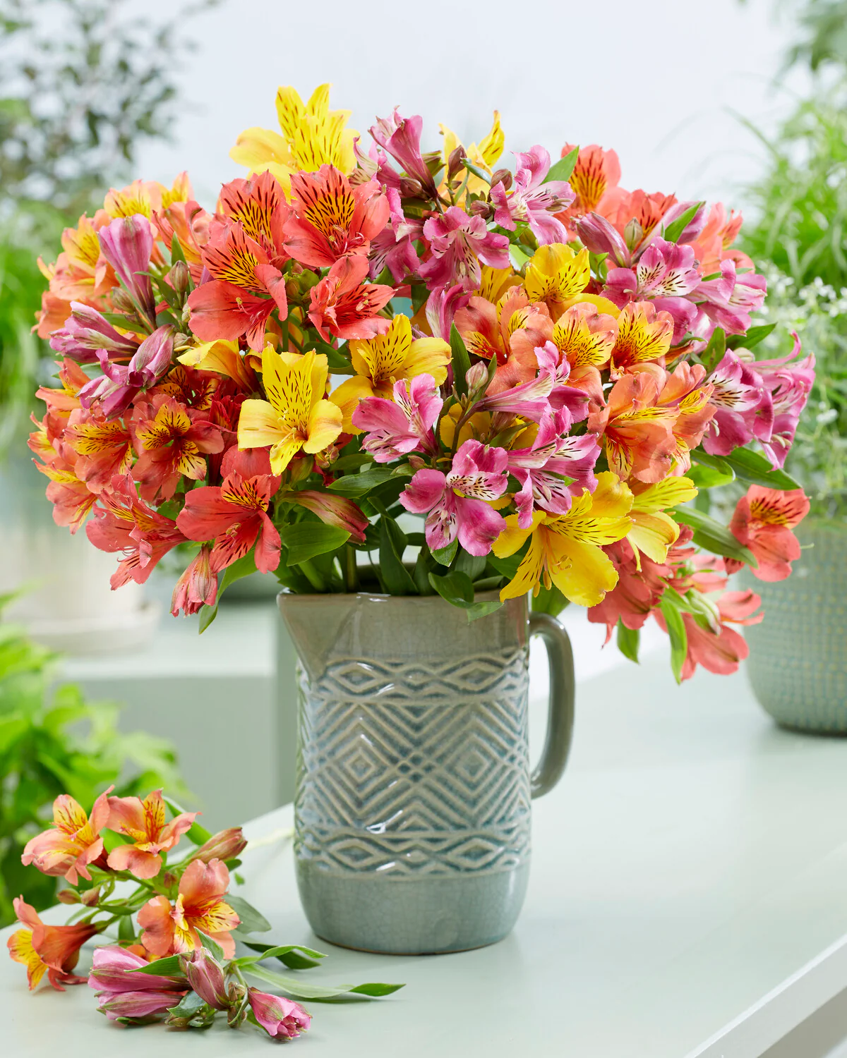 Alstroemeria 'Colorita Mix' - Image 5