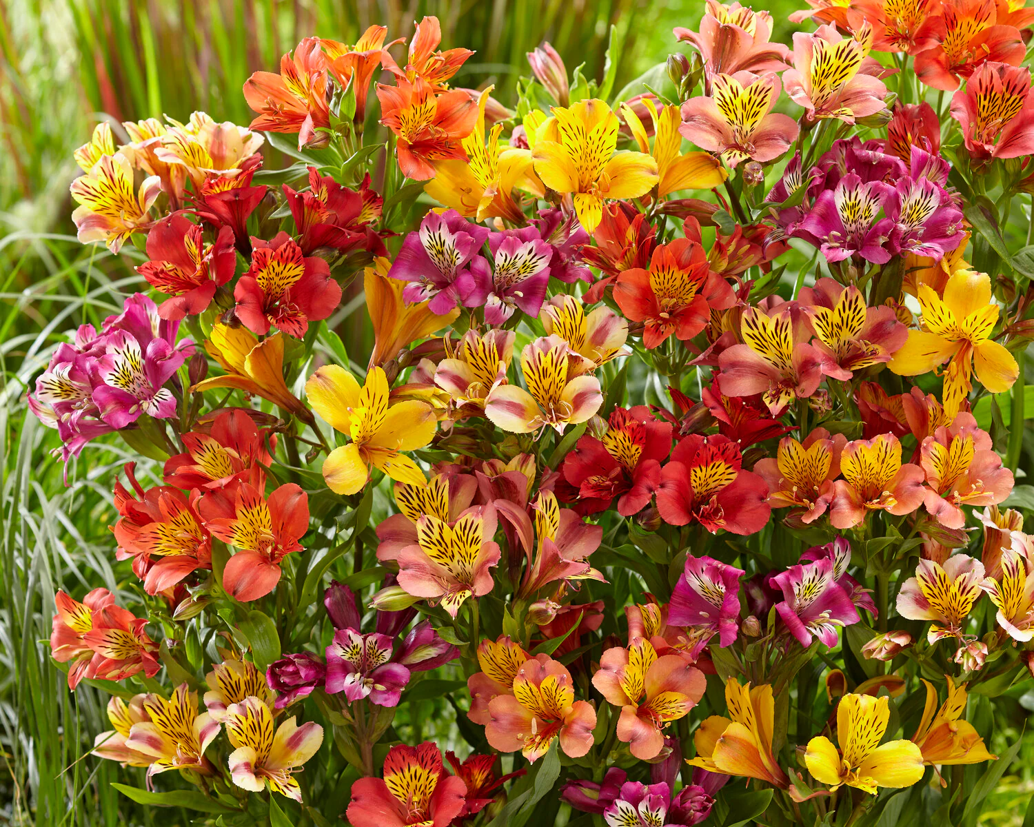 Alstroemeria 'Colorita Mix' - Image 6