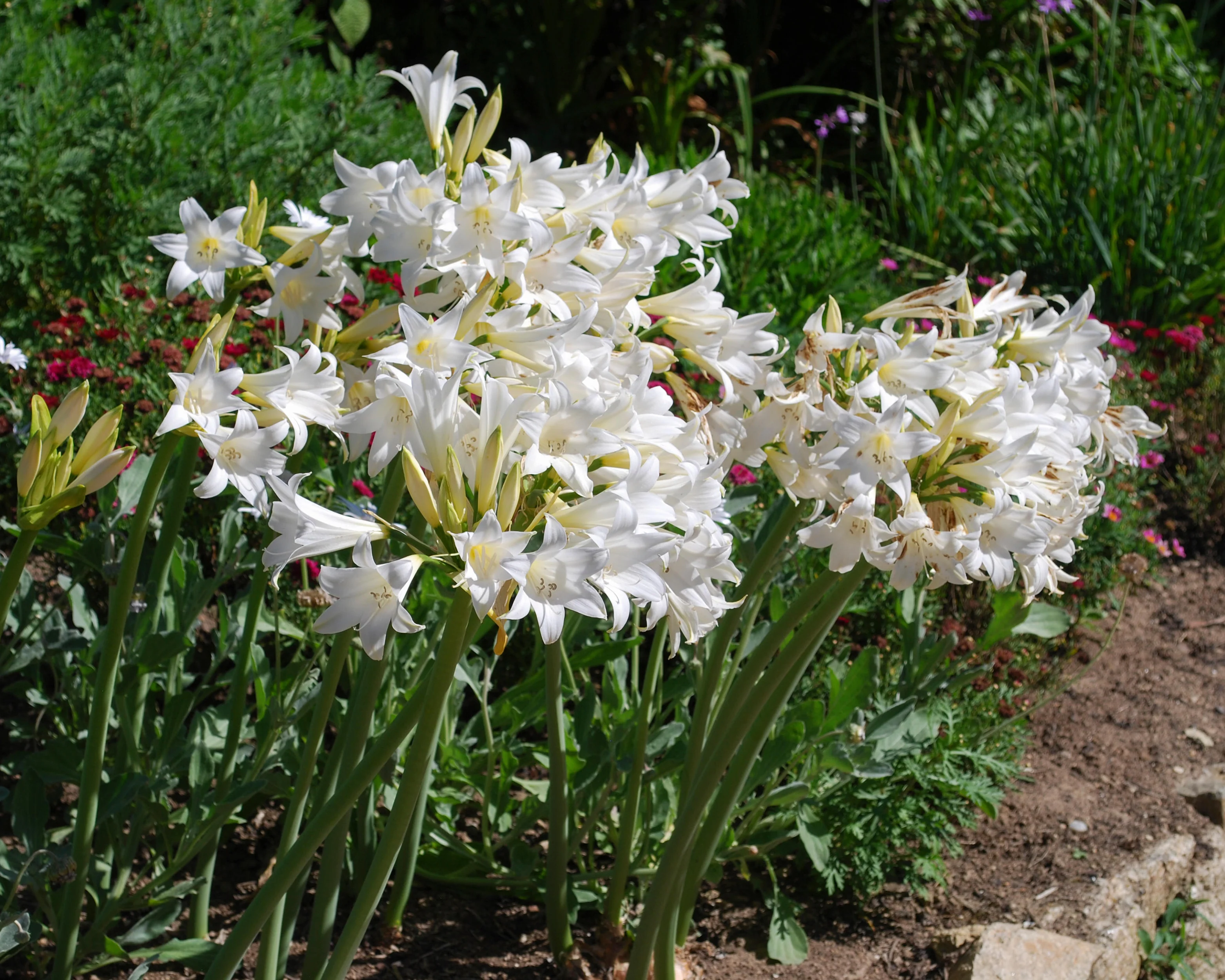Amaryllis belladonna 'Alba' - Image 5