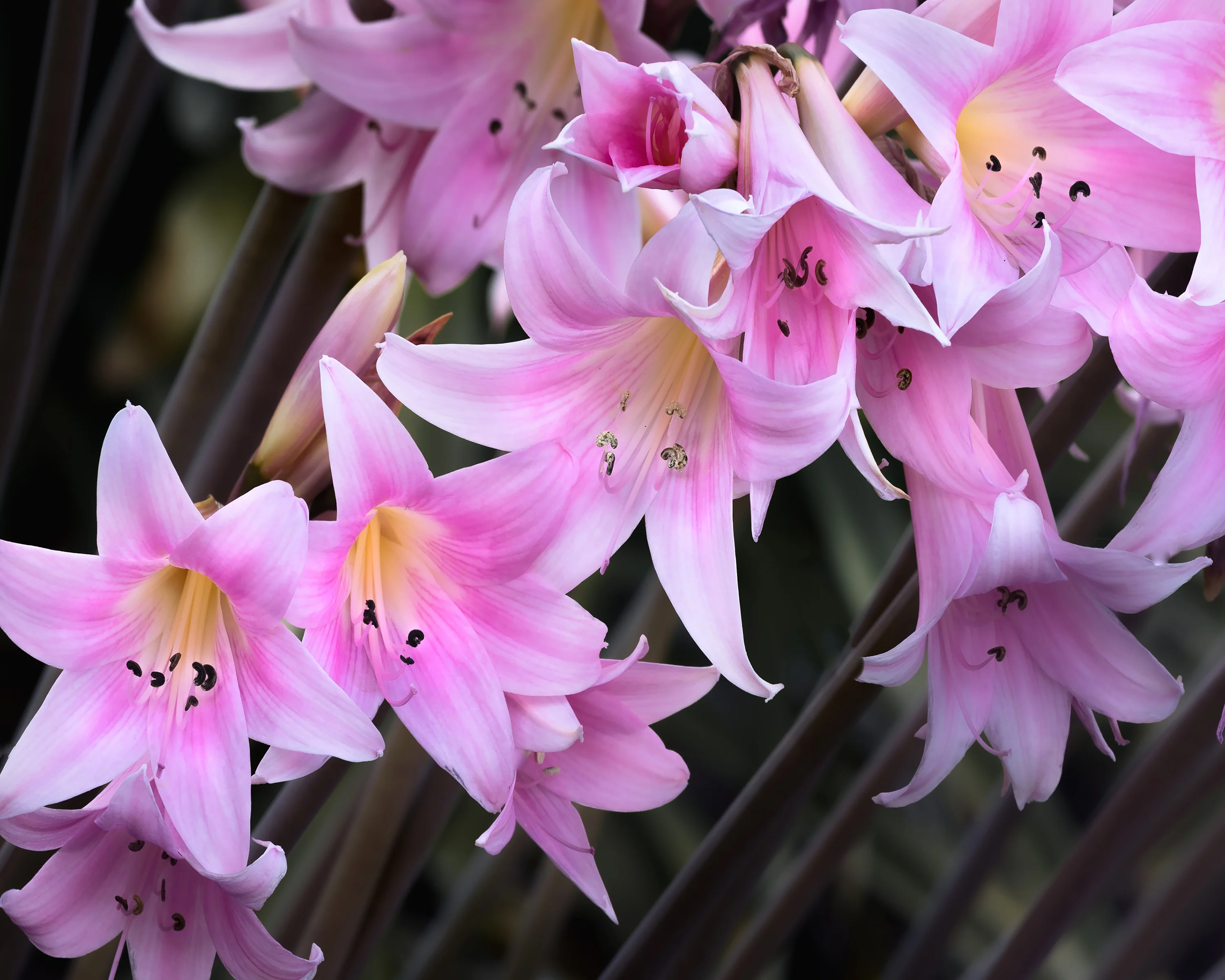 Amaryllis belladonna - Image 7