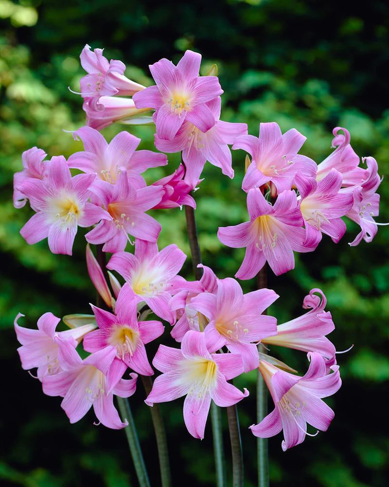 Amaryllis belladonna - Image 8